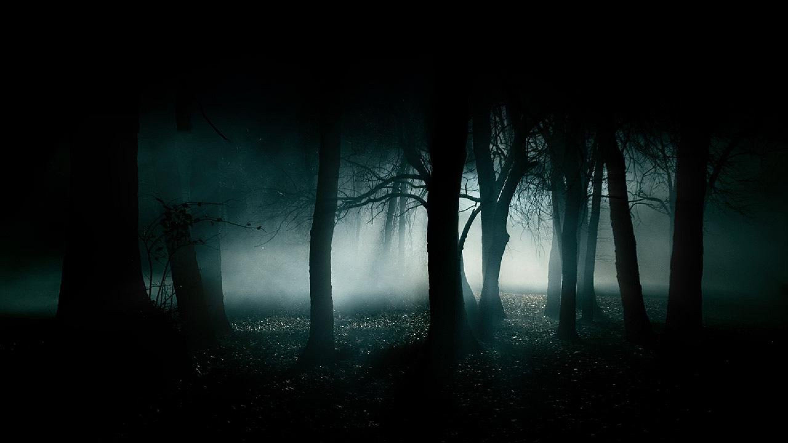 Creepy Foggy Forest Wallpapers