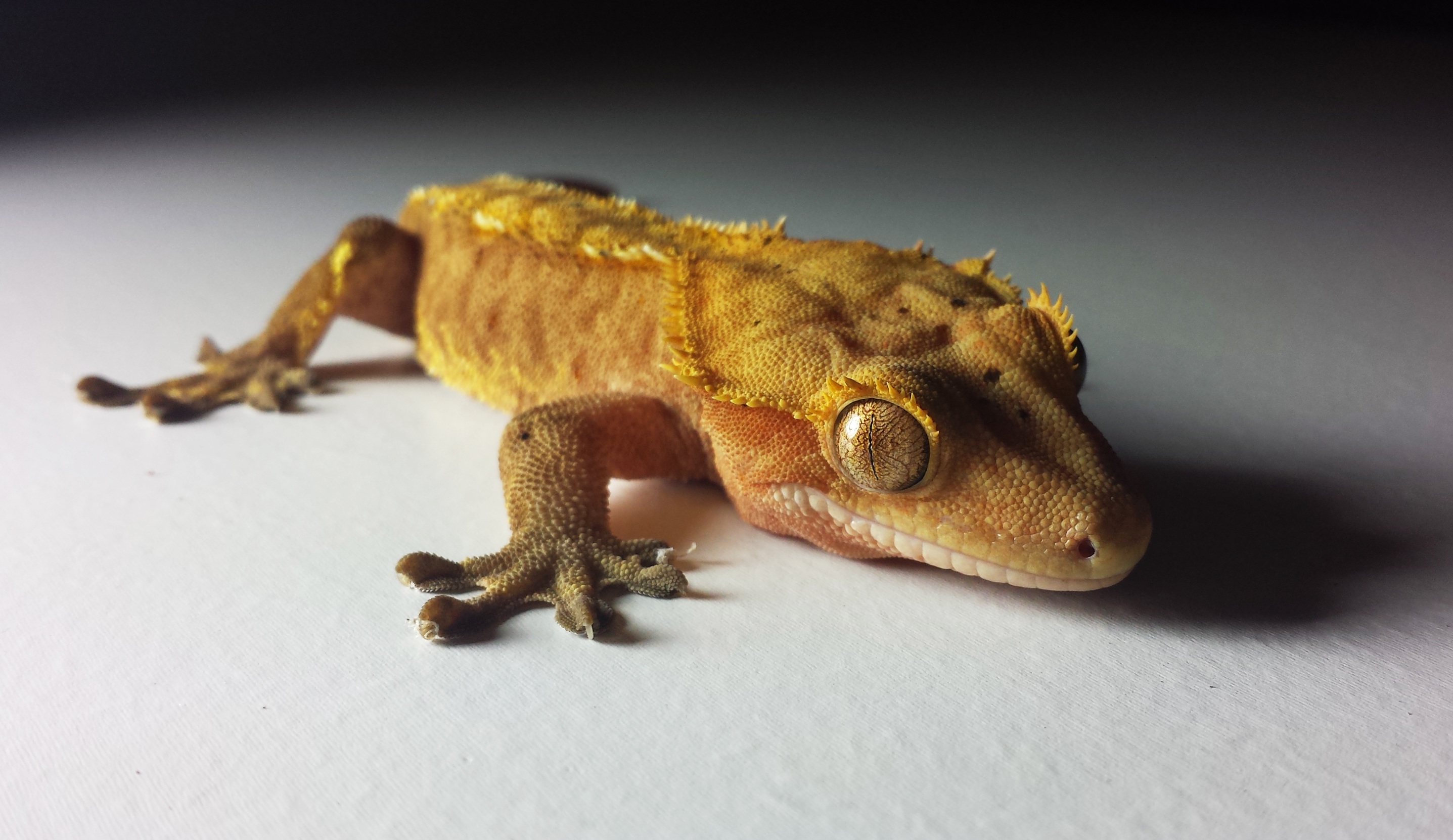 Crested Gecko Wallpapers
