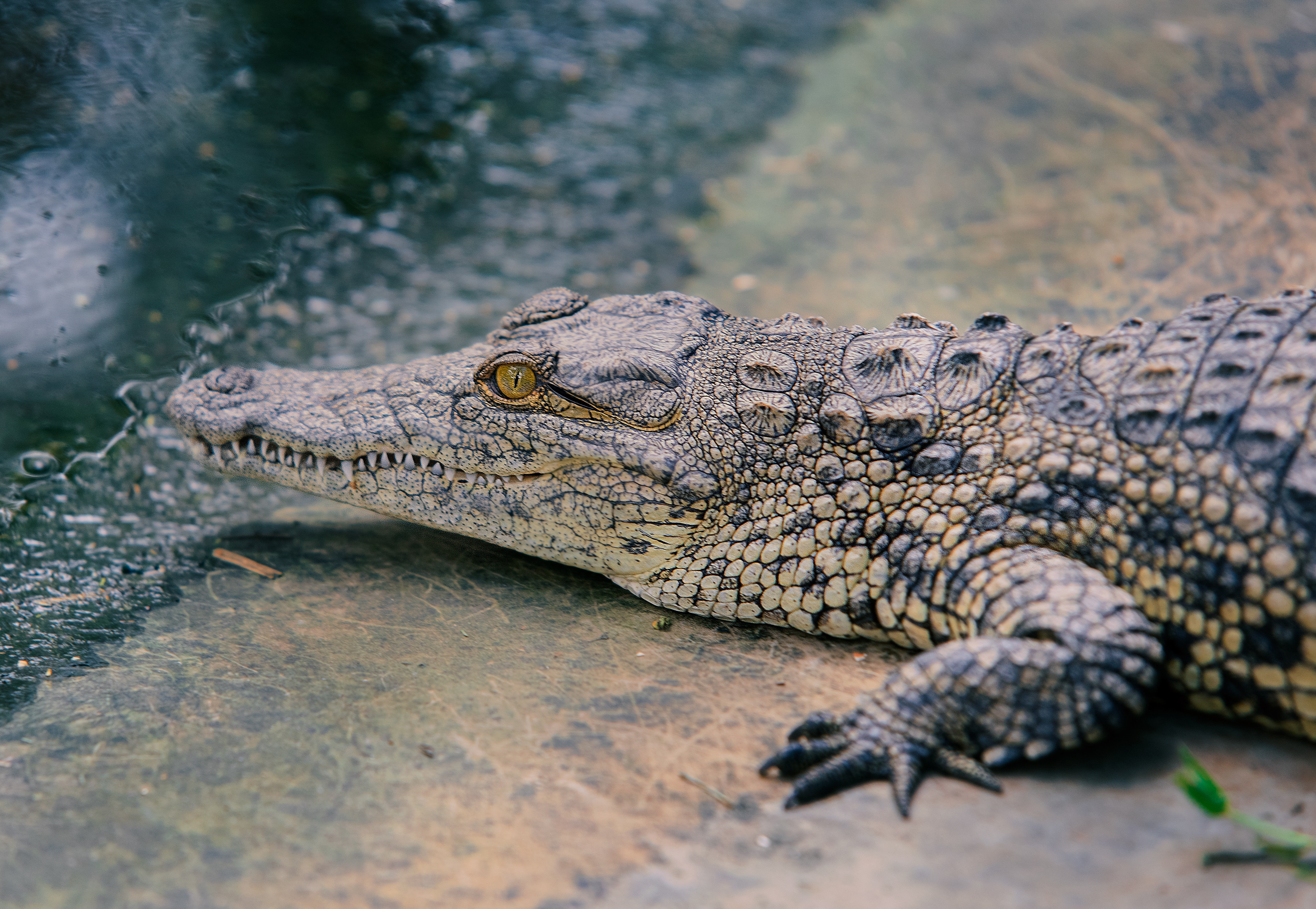 Крокодил это животное. Красный Аллигатор. Crocodilo.