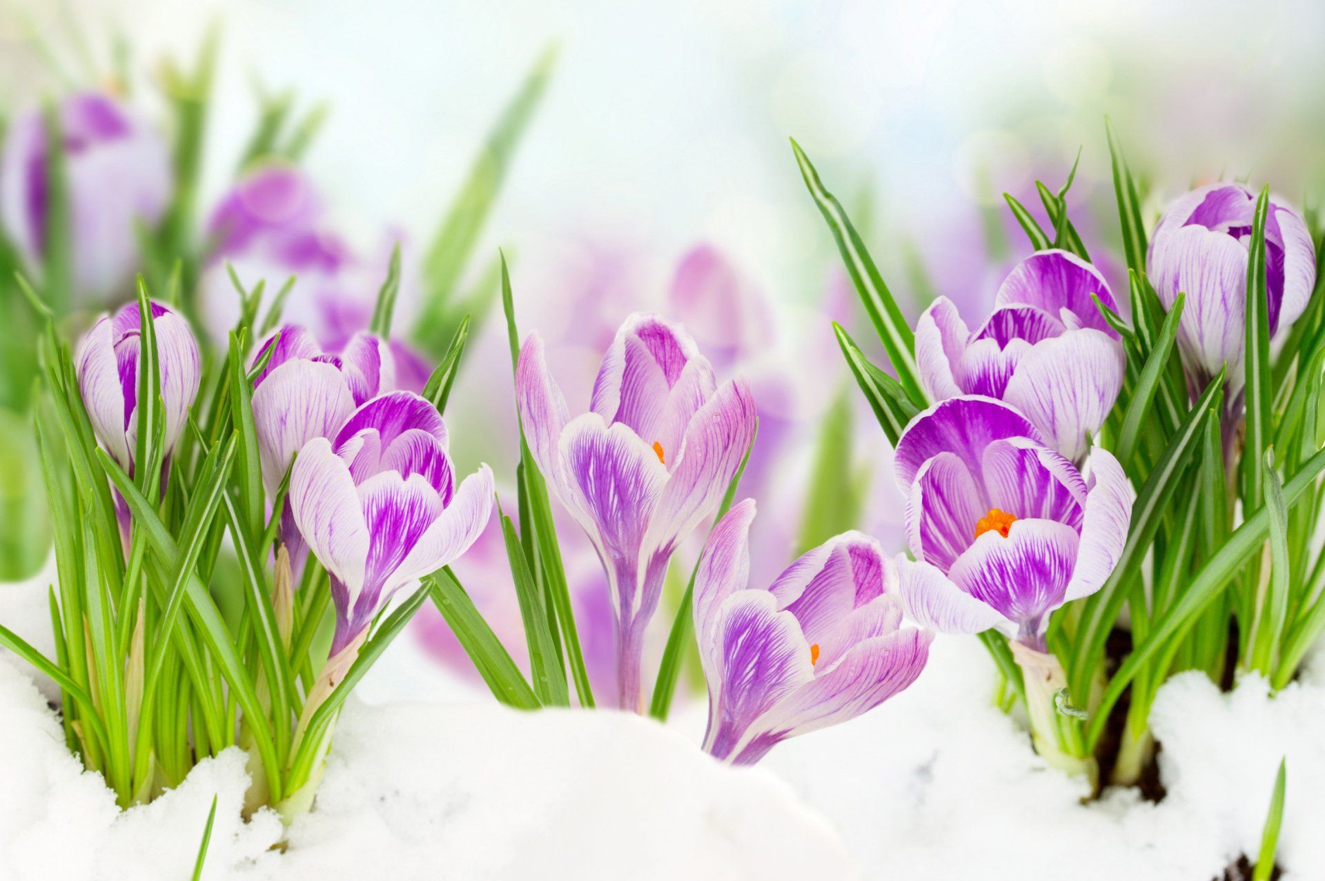 Crocus Wallpapers