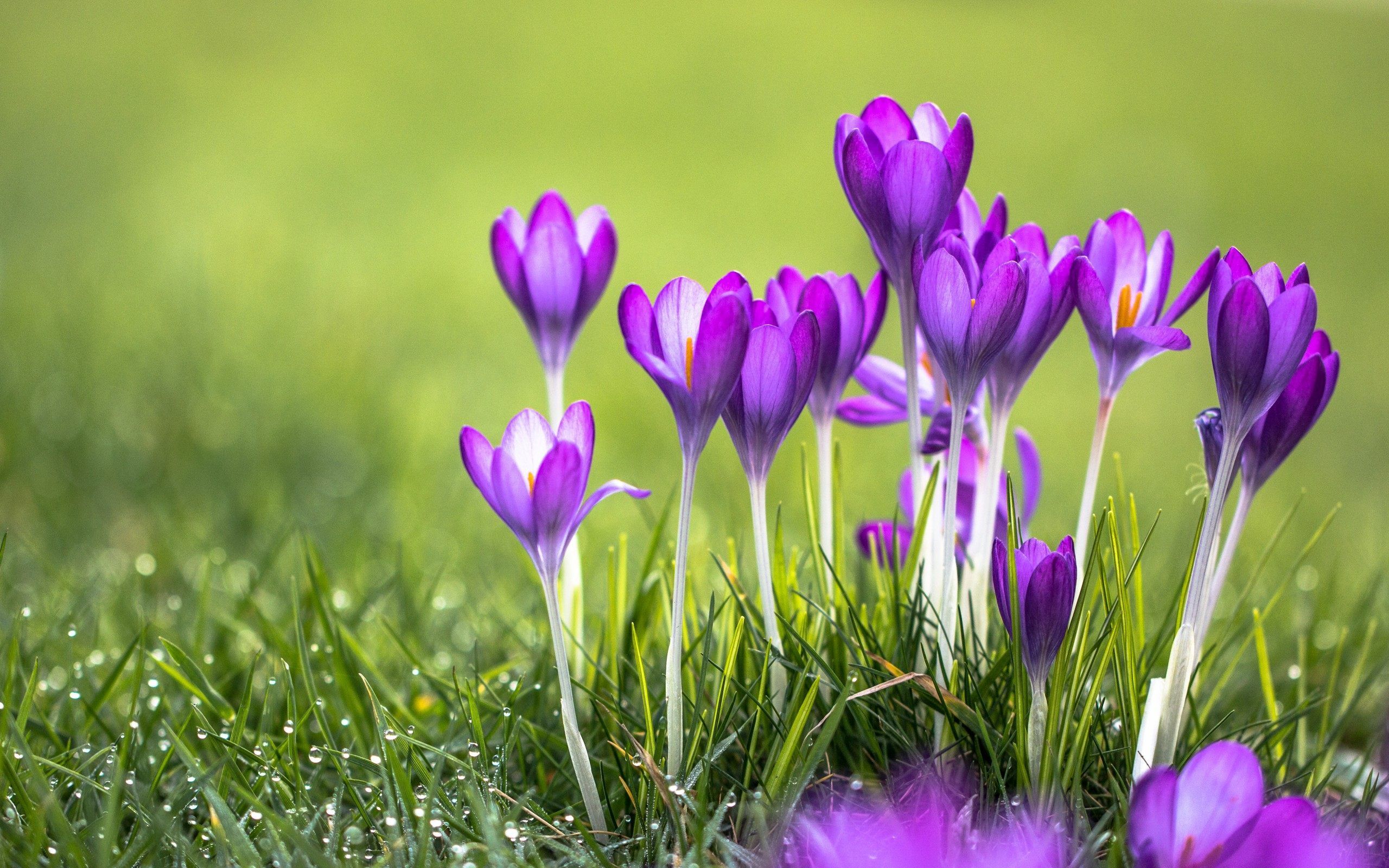 Crocus Wallpapers