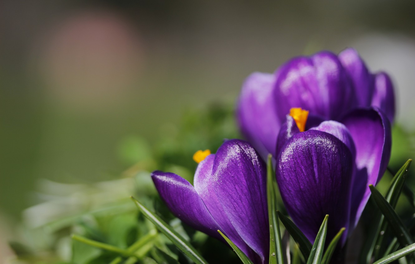 Crocus Wallpapers