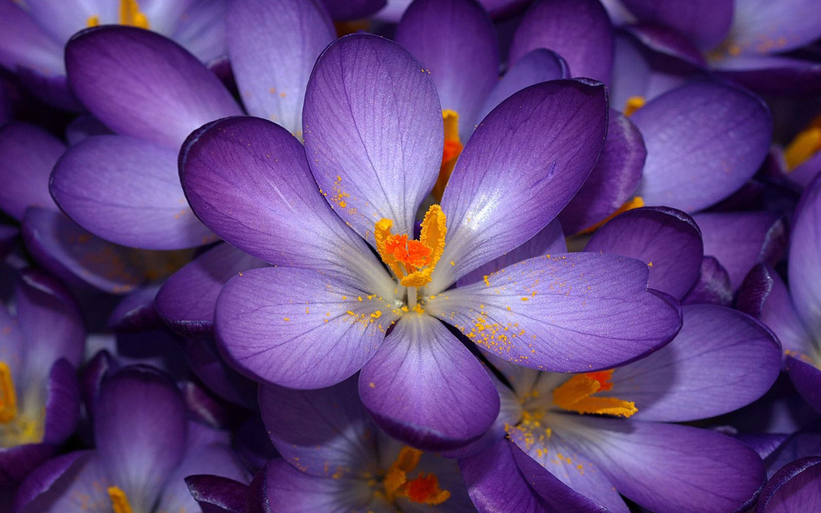 Crocus Wallpapers