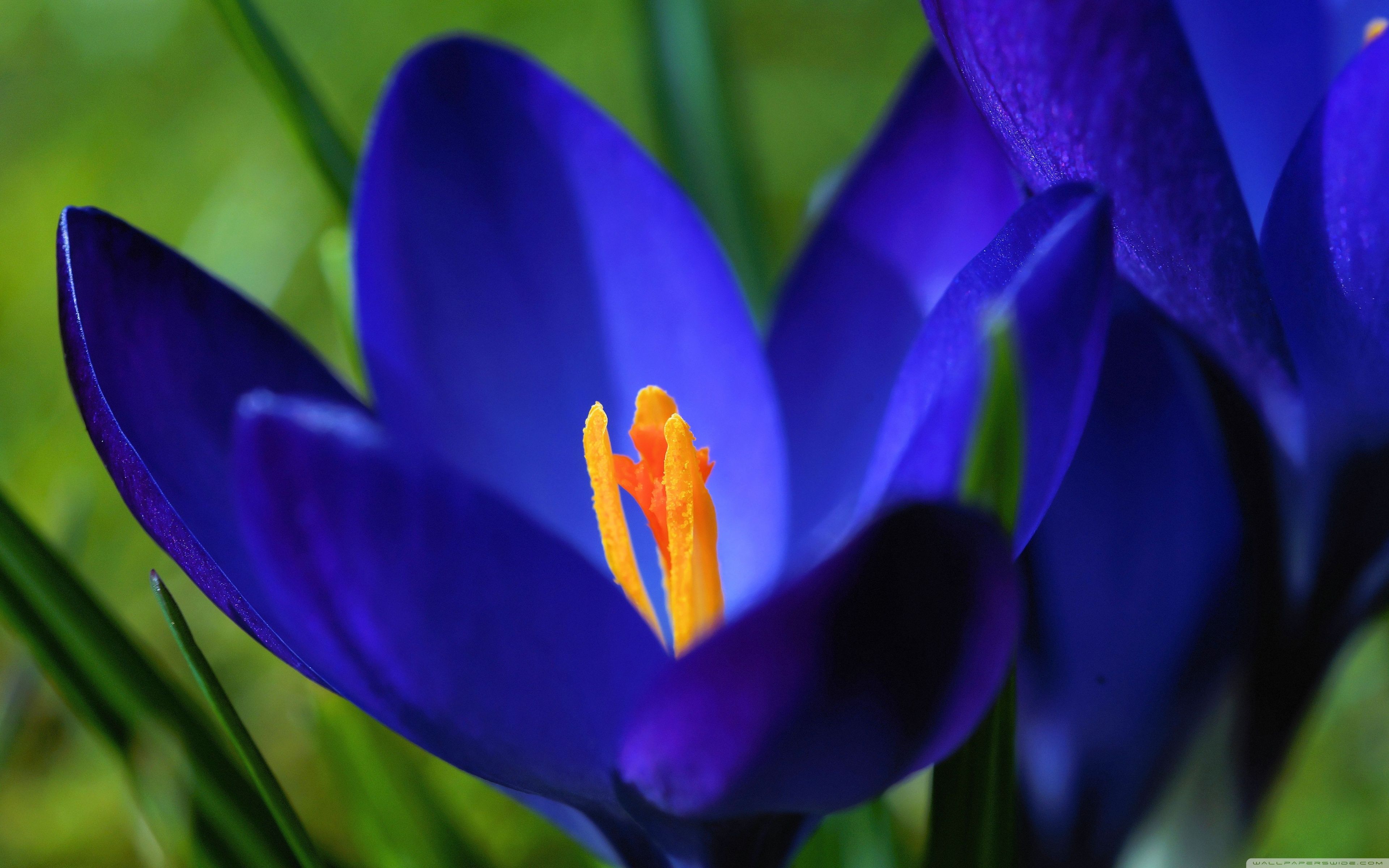 Crocus Wallpapers