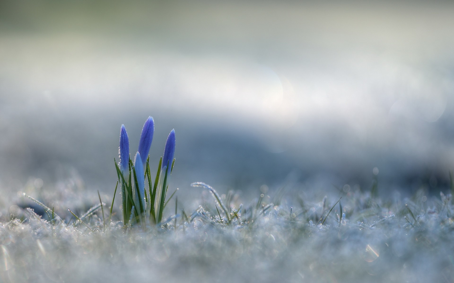 Crocus Wallpapers