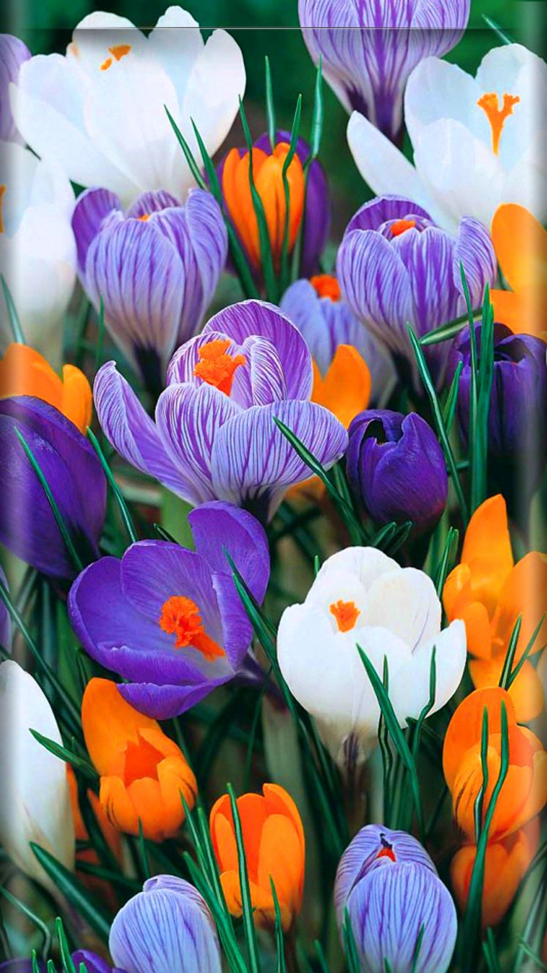 Crocus Wallpapers