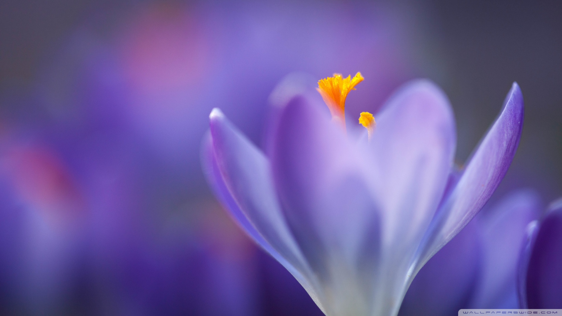 Crocus Wallpapers