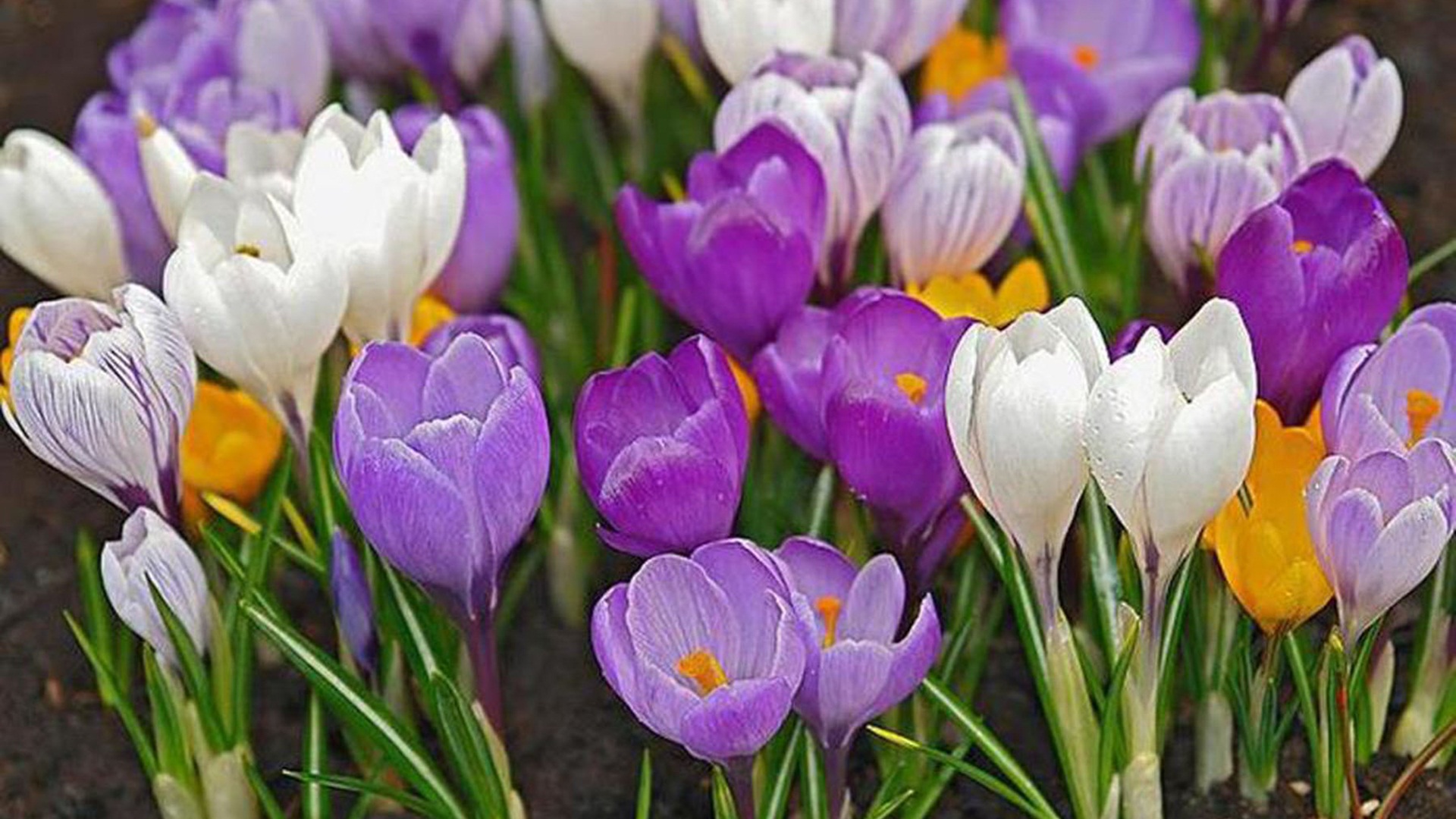 Crocus Wallpapers