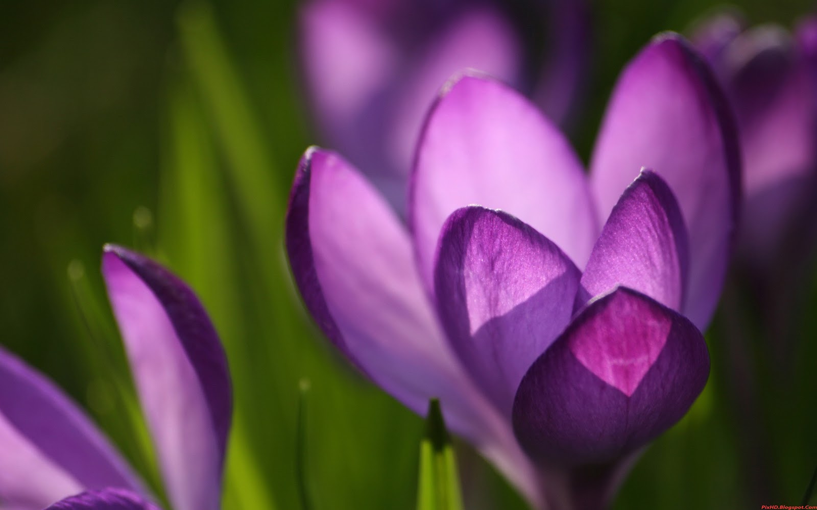 Crocus Wallpapers