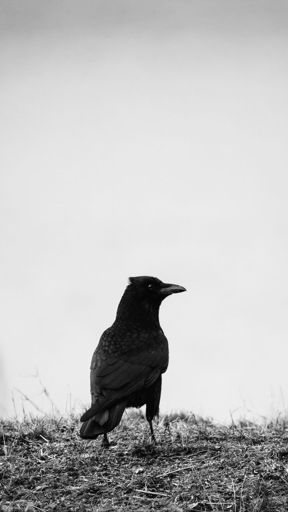 Crow Iphone Wallpapers