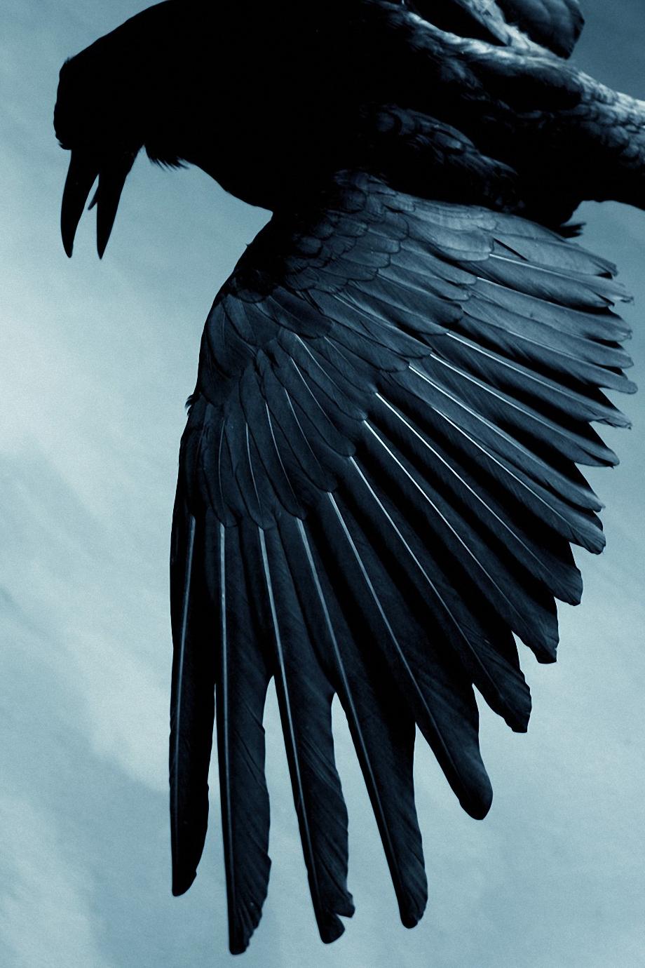 Crow Iphone Wallpapers