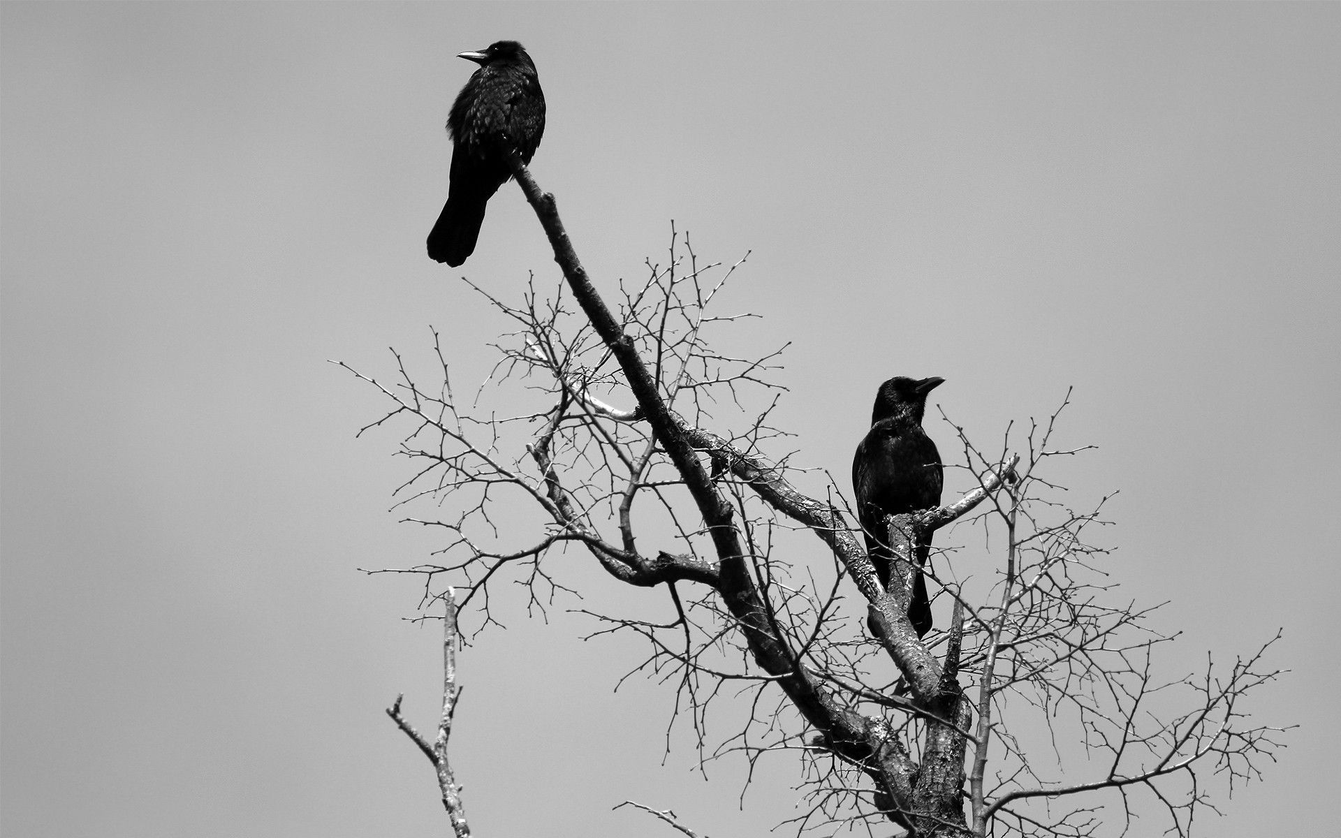 Crow Iphone Wallpapers