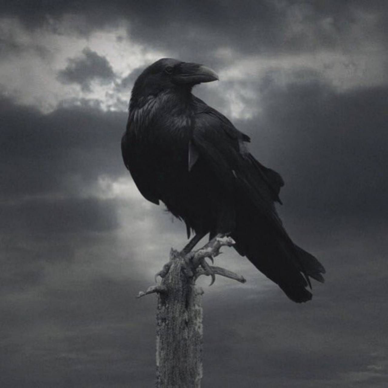 Crow Iphone Wallpapers