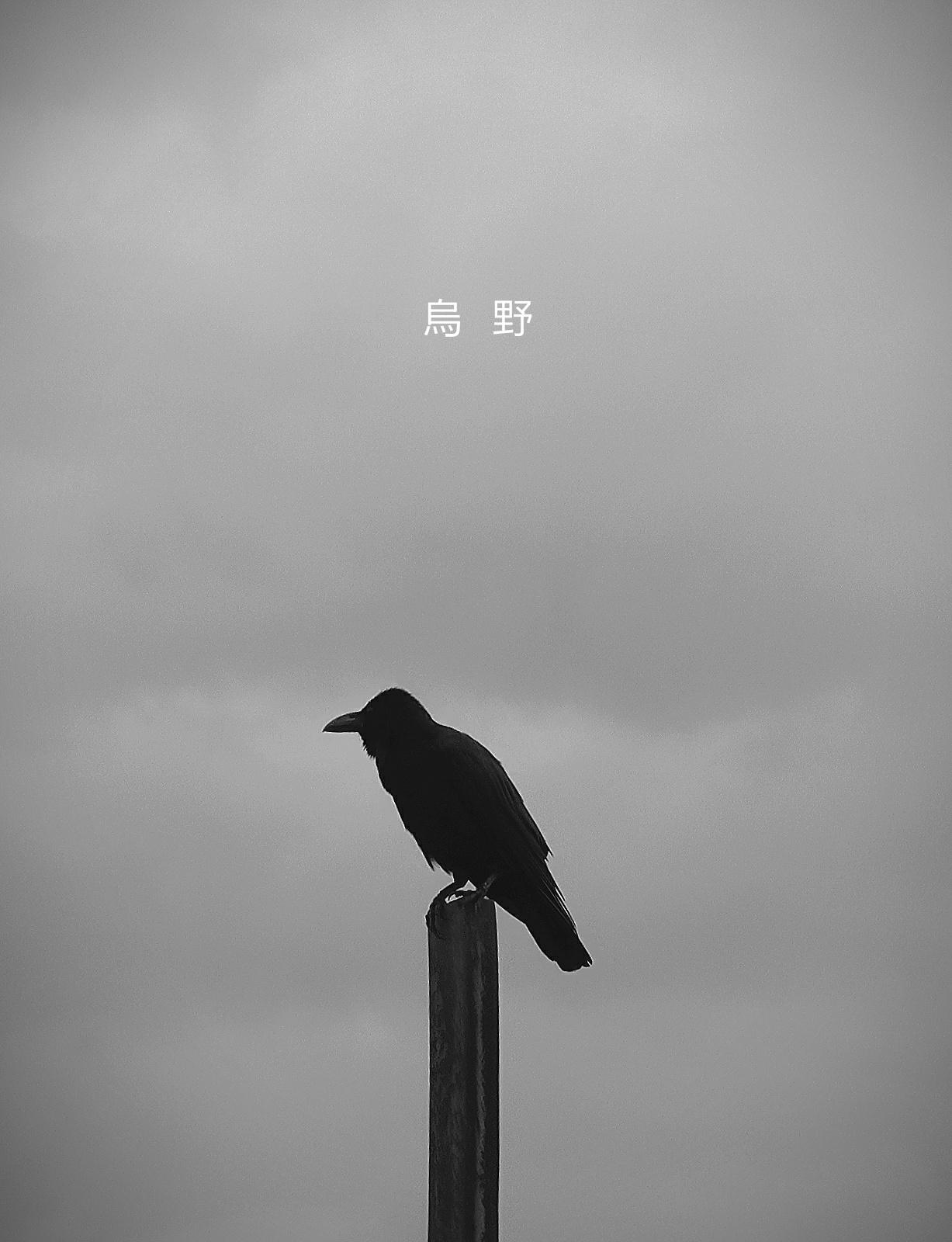 Crow Iphone Wallpapers