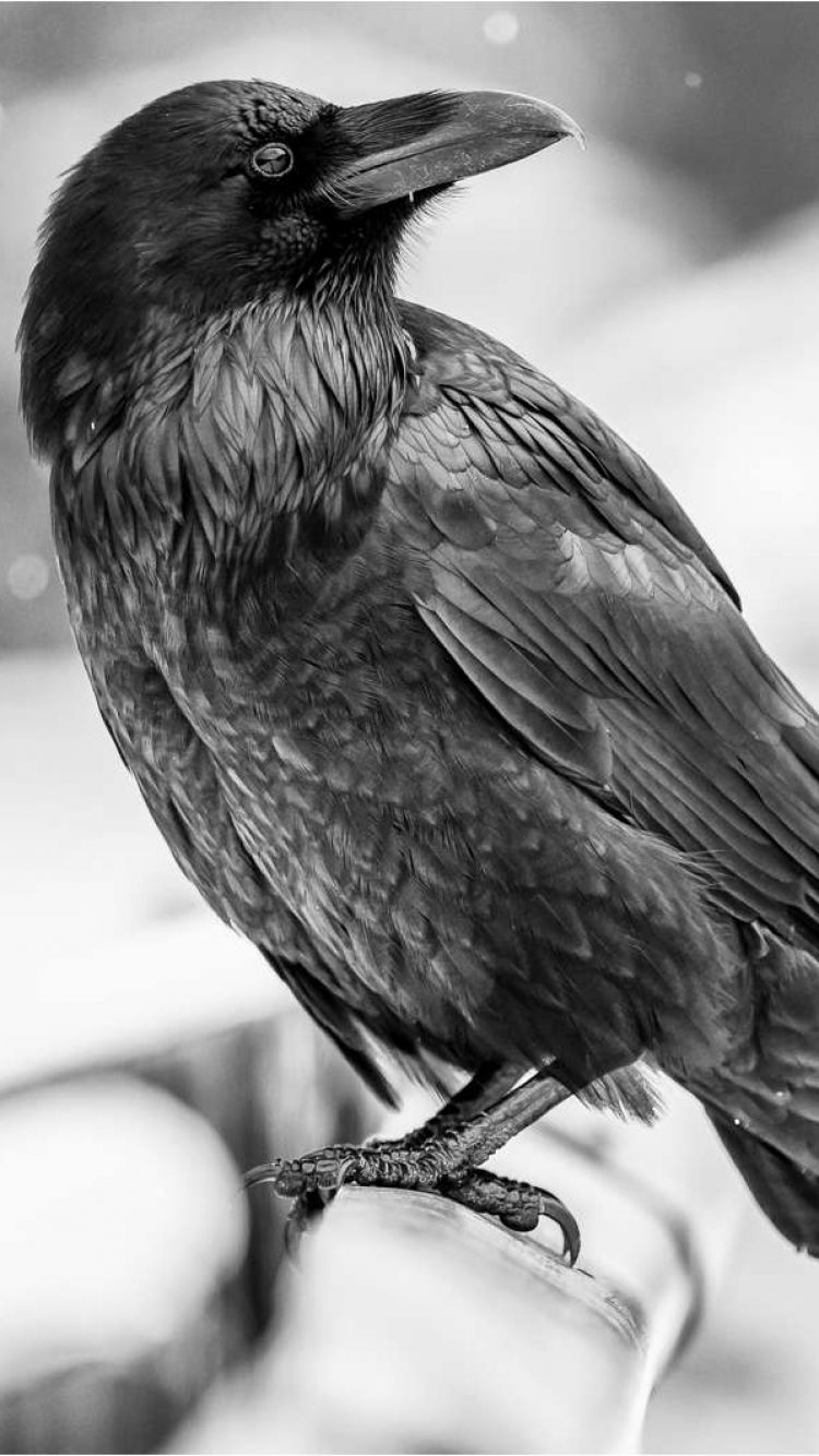 Crow Iphone Wallpapers