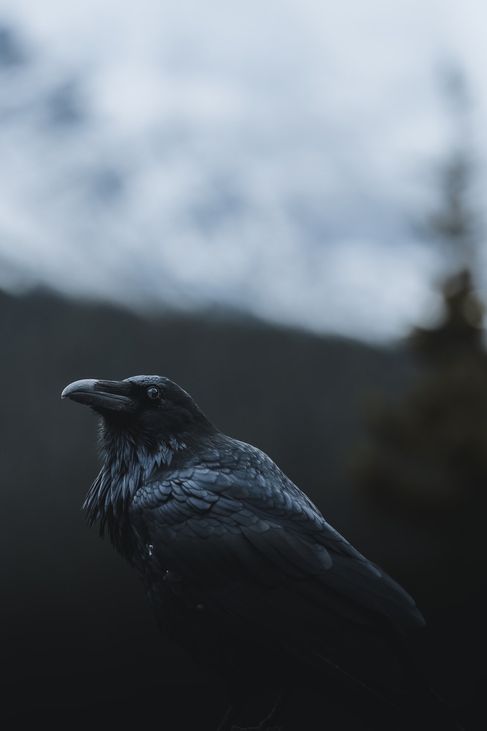 Crows Wallpapers