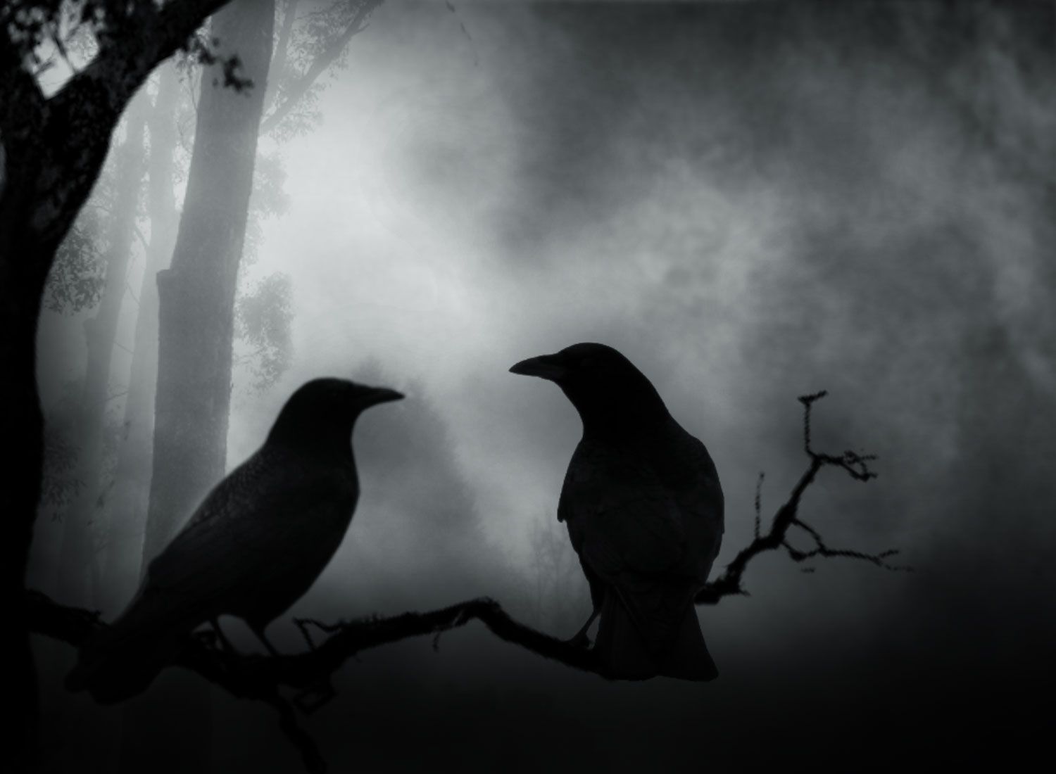 Crows Wallpapers