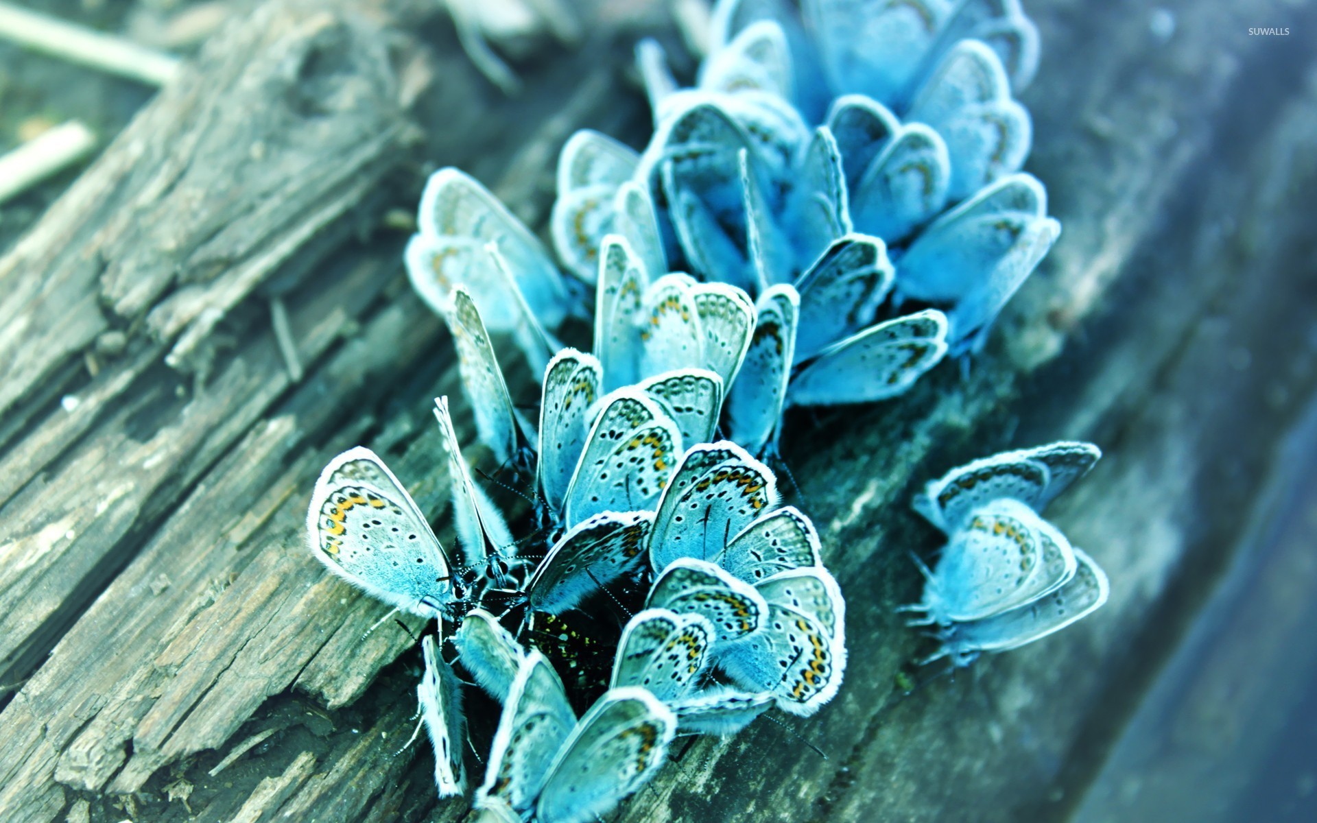 Crystal Blue Glitter Butterfly Wallpapers