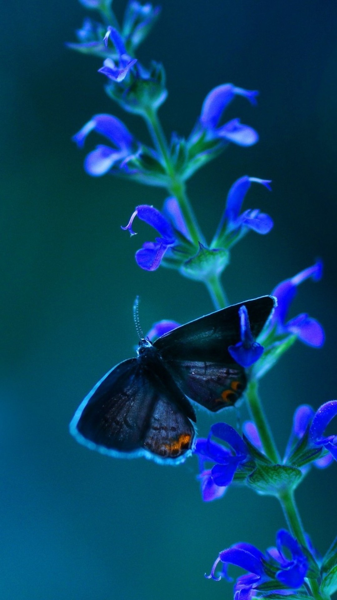 Crystal Blue Glitter Butterfly Wallpapers