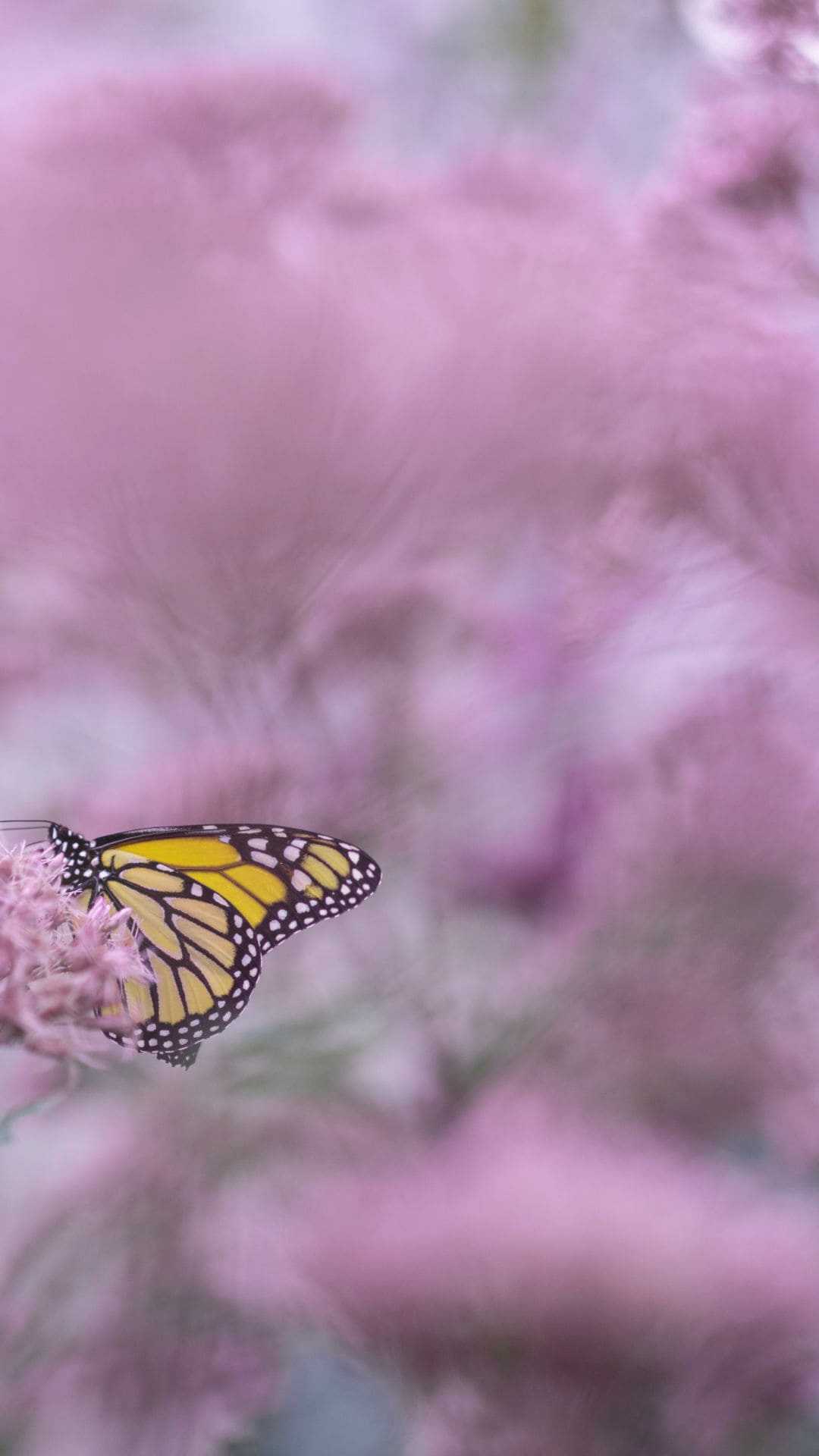 Cute Aesthetic Butterflies Wallpapers Wallpapers