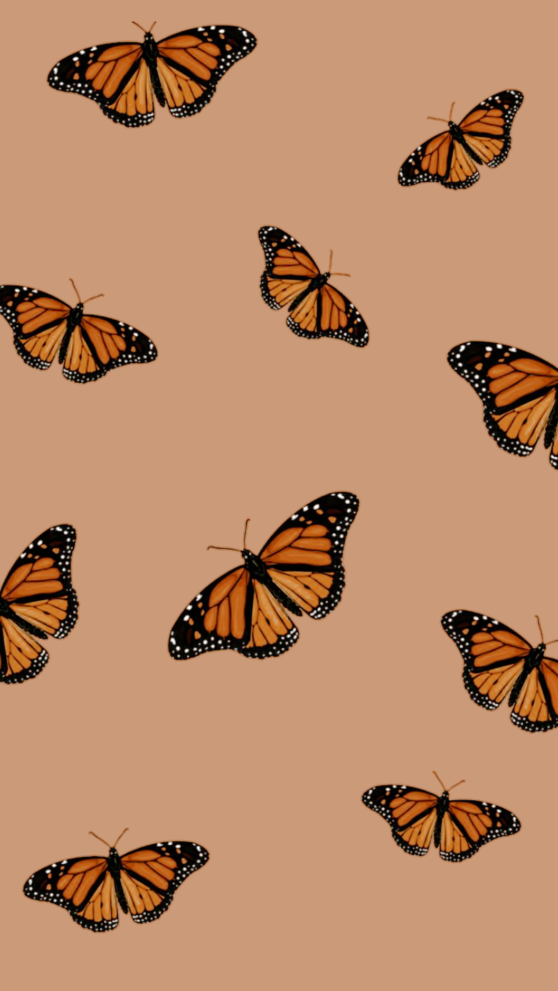 Cute Aesthetic Butterfly Wallpapers Wallpapers