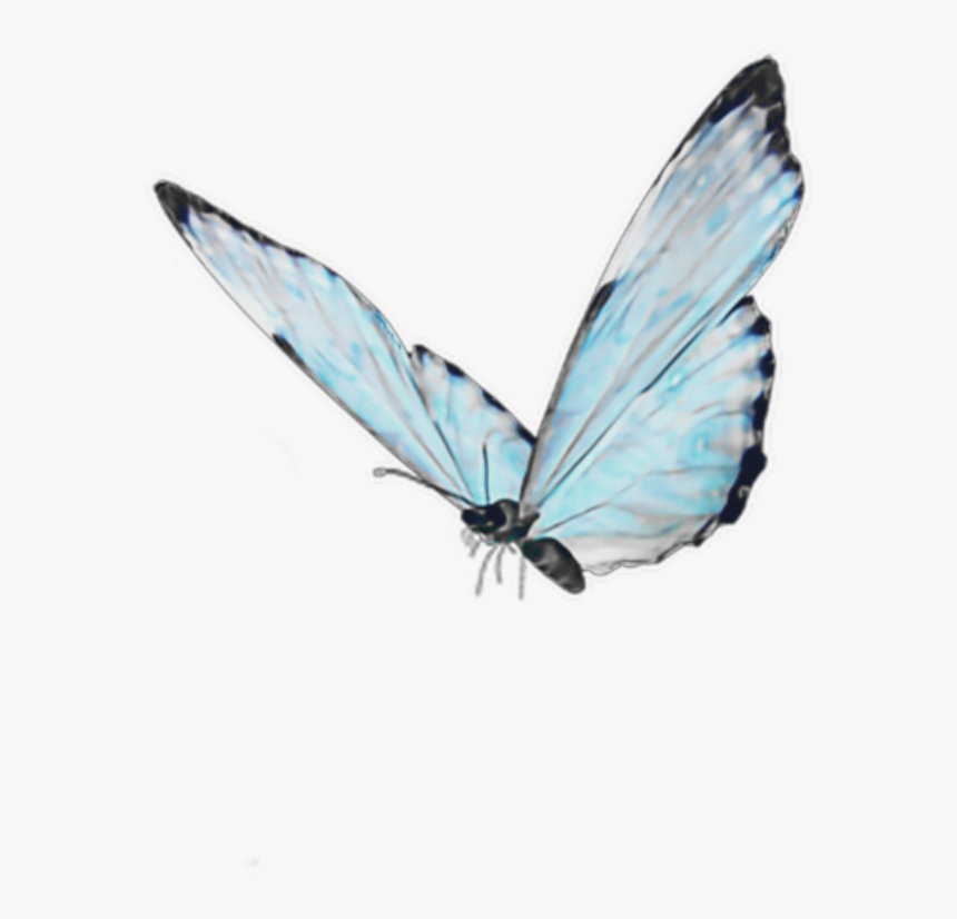 Cute Aesthetic Butterfly Wallpapers Wallpapers