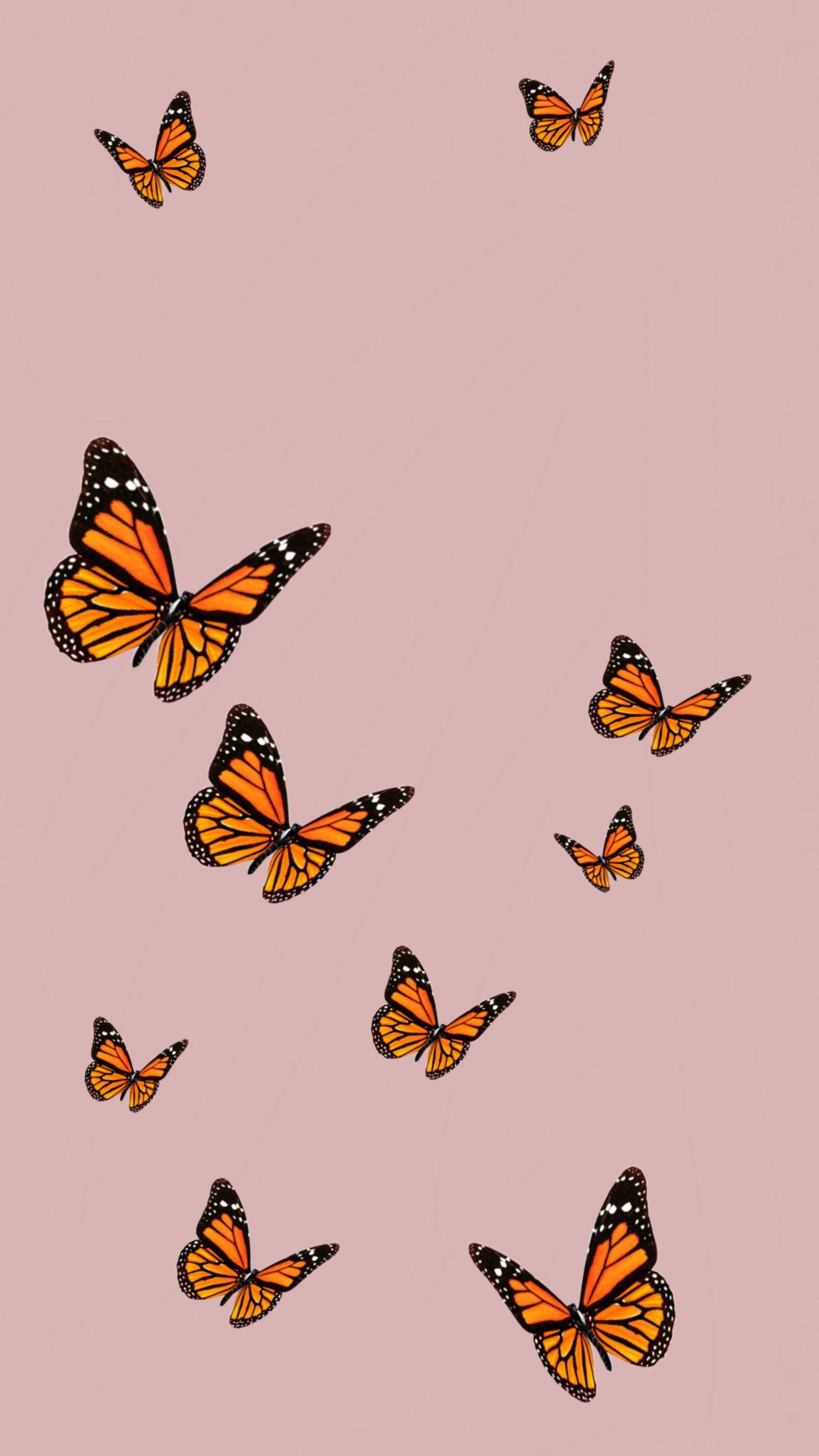 Cute Aesthetic Butterfly Wallpapers Wallpapers