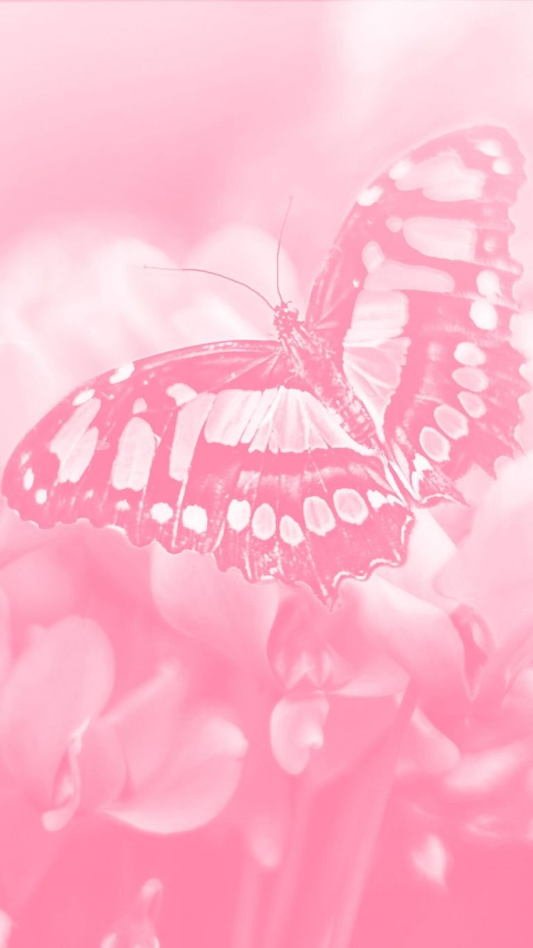 Cute Aesthetic Pink Butterfly Wallpapers Wallpapers