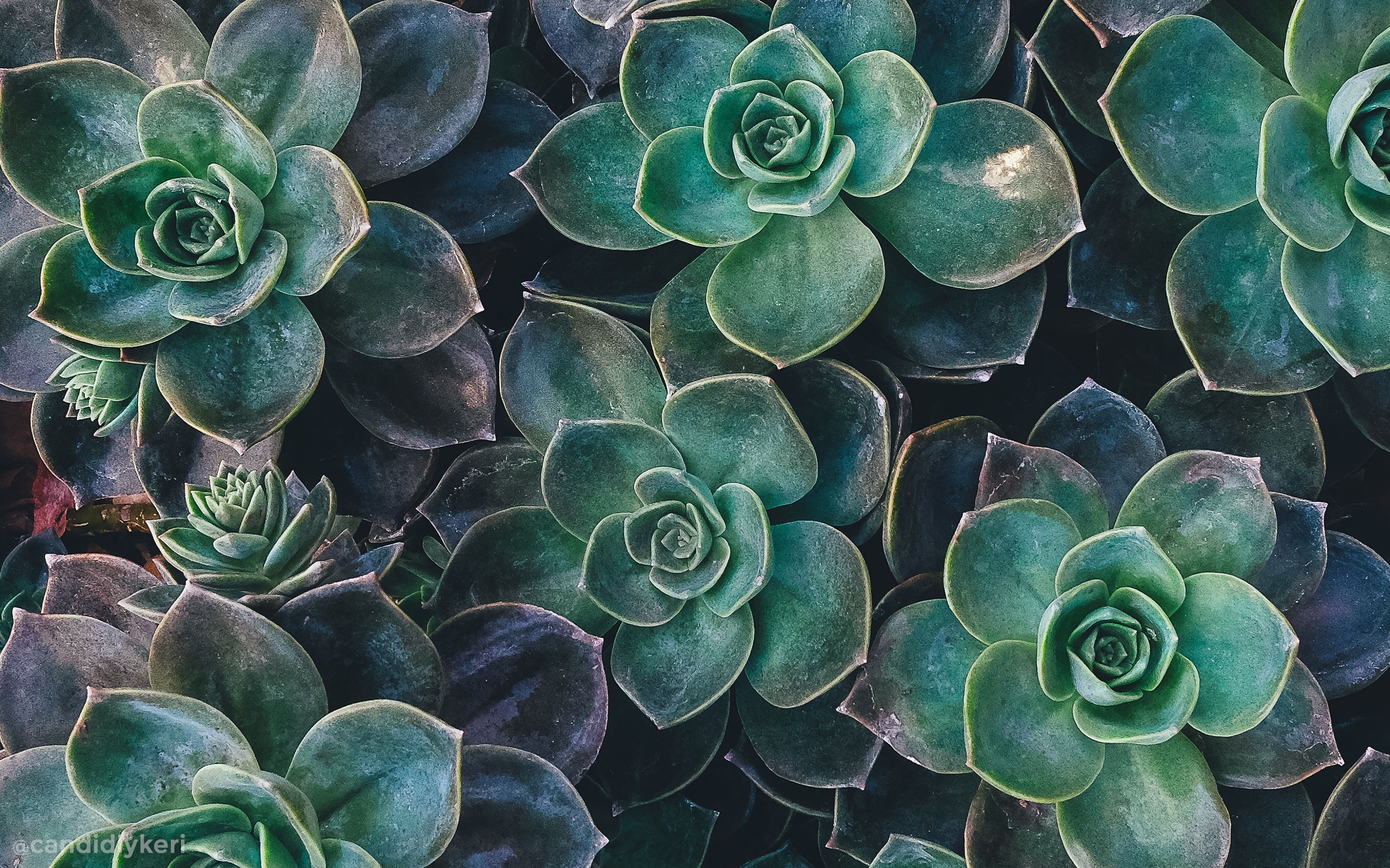 Cute Aesthetic Plant Wallpapers