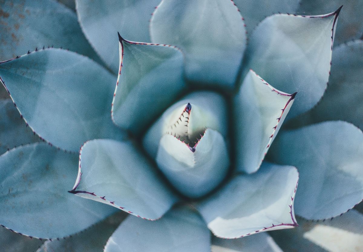 Cute Aesthetic Succulent Wallpapers