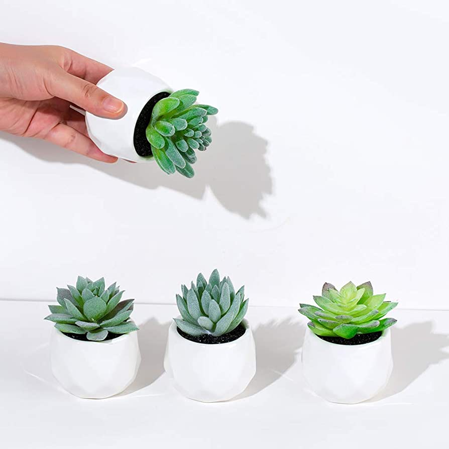 Cute Aesthetic Succulent Wallpapers