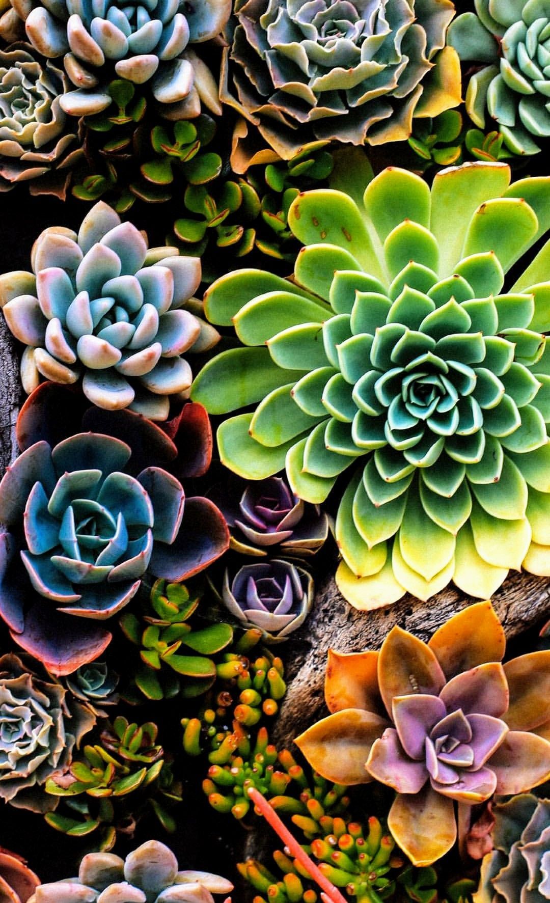 Cute Aesthetic Succulent Wallpapers