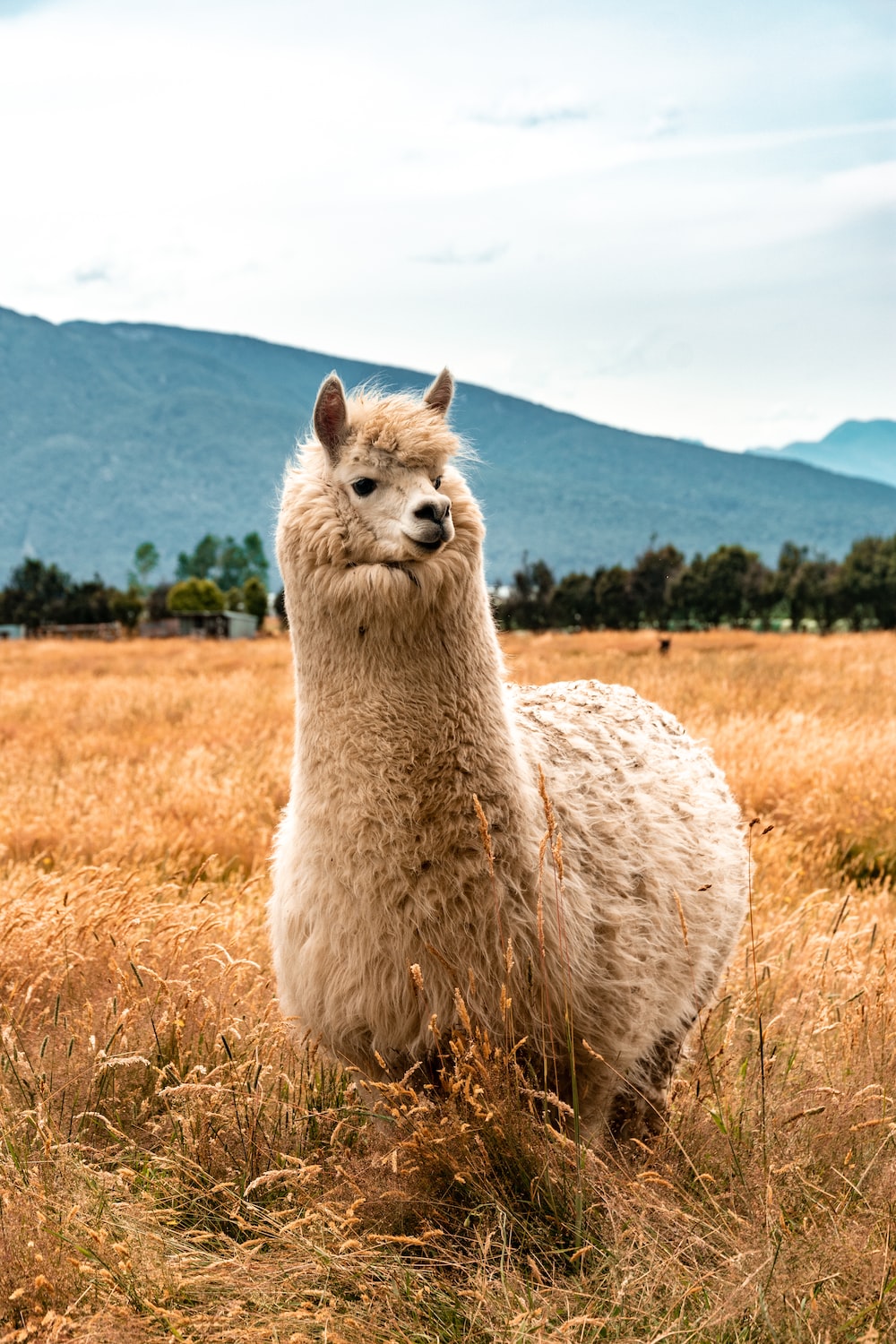 Cute Alpaca Wallpapers