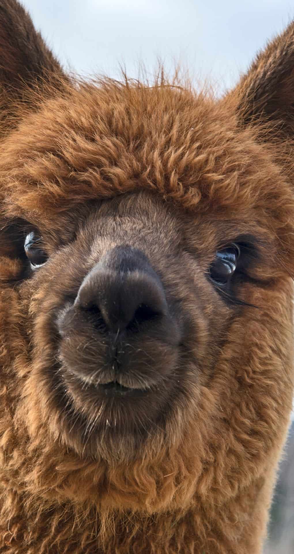 Cute Alpaca Wallpapers