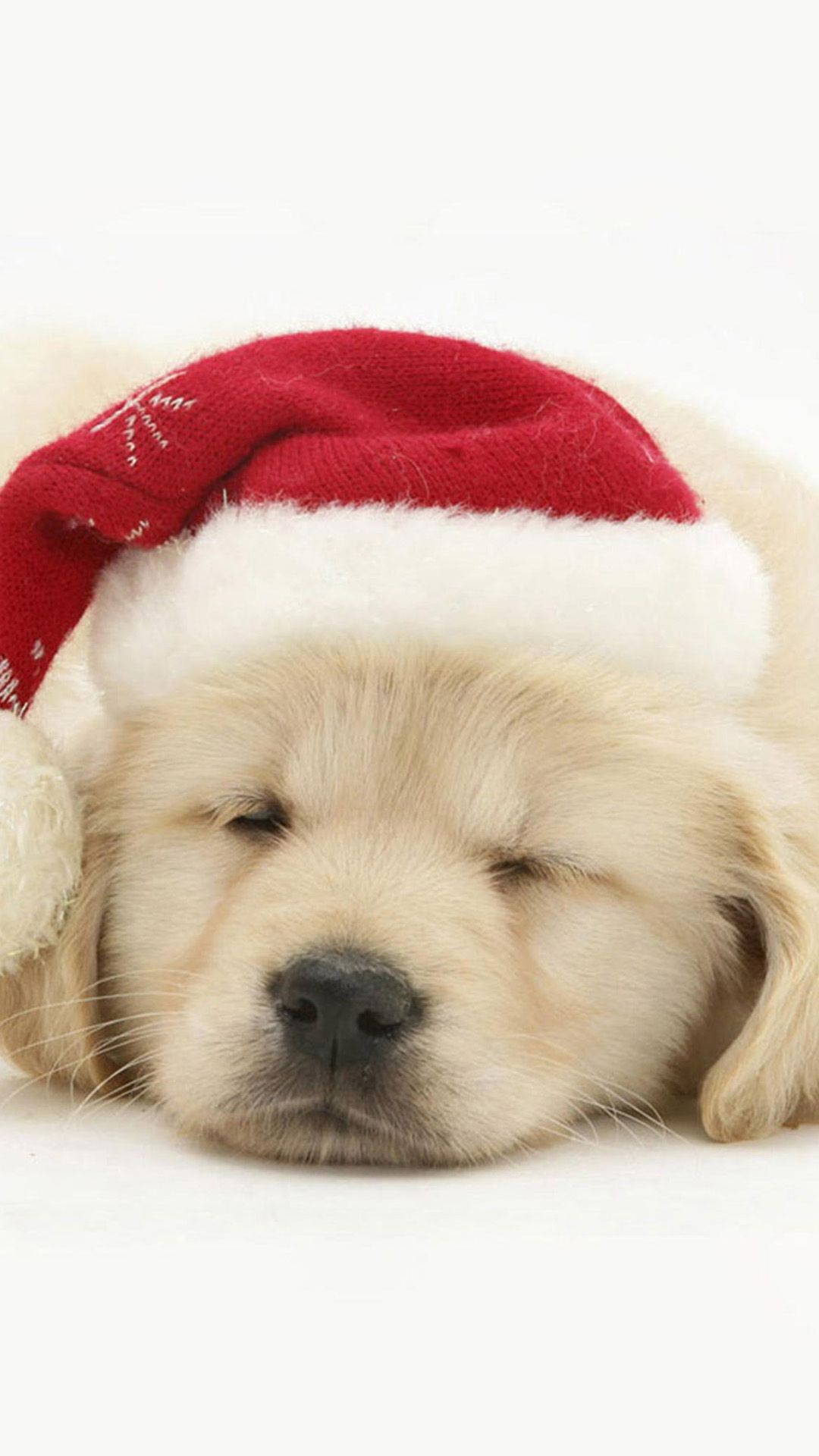 Cute Animal Christmas Wallpapers