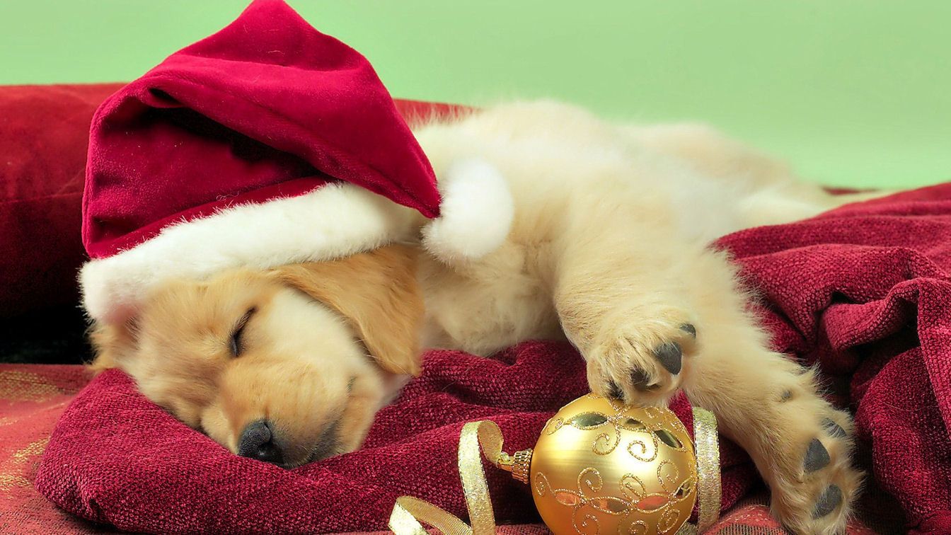 Cute Animal Christmas Wallpapers