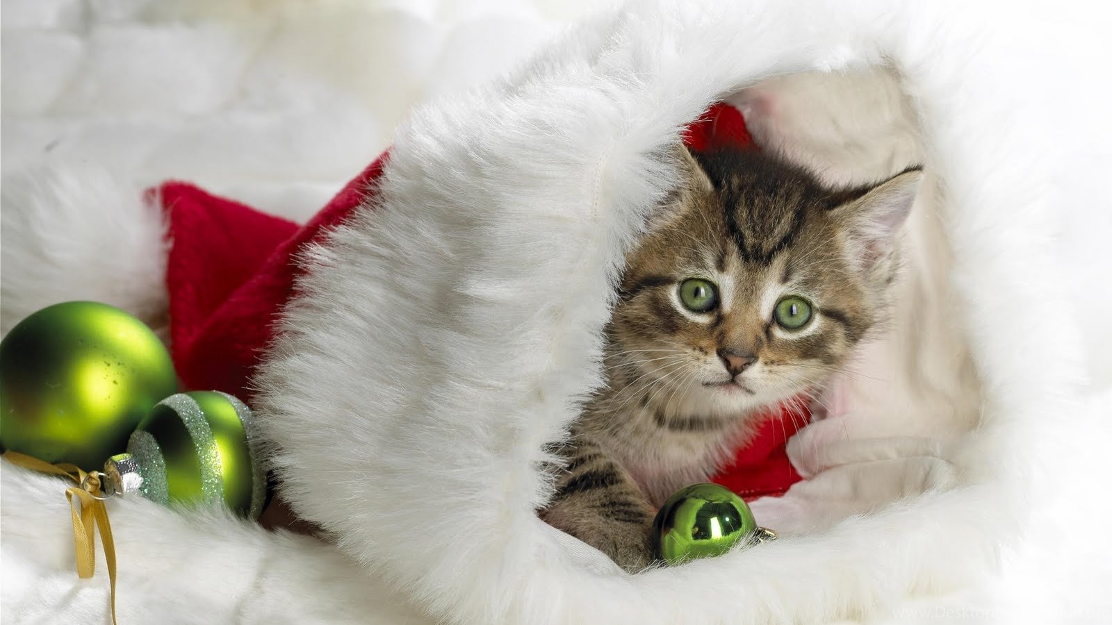 Cute Animal Christmas Wallpapers