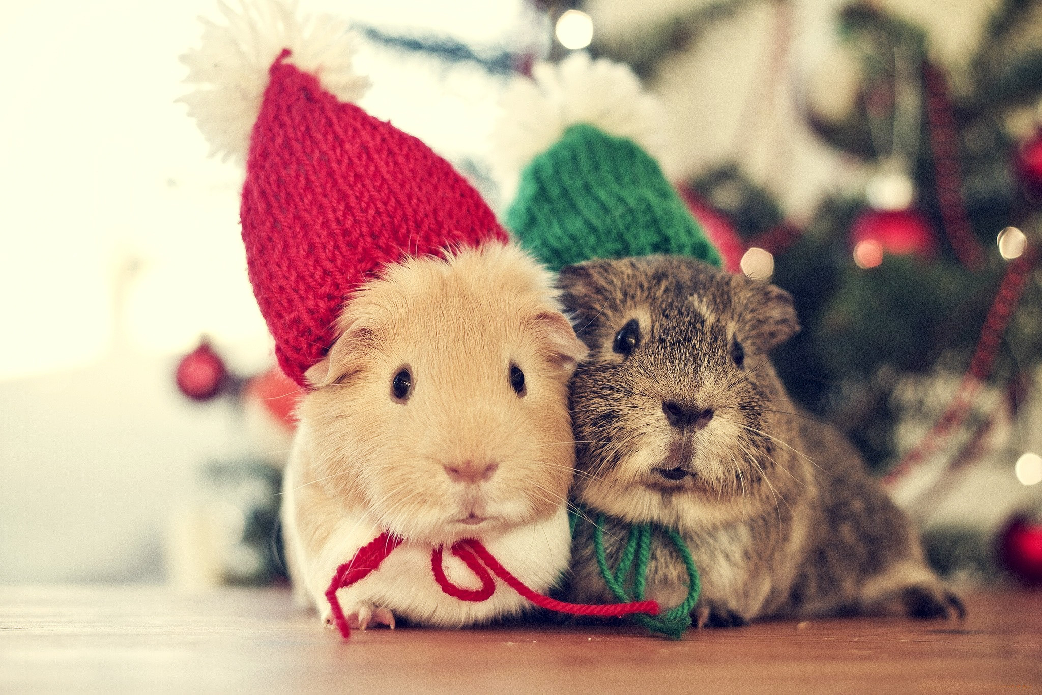 Cute Animal Christmas Wallpapers