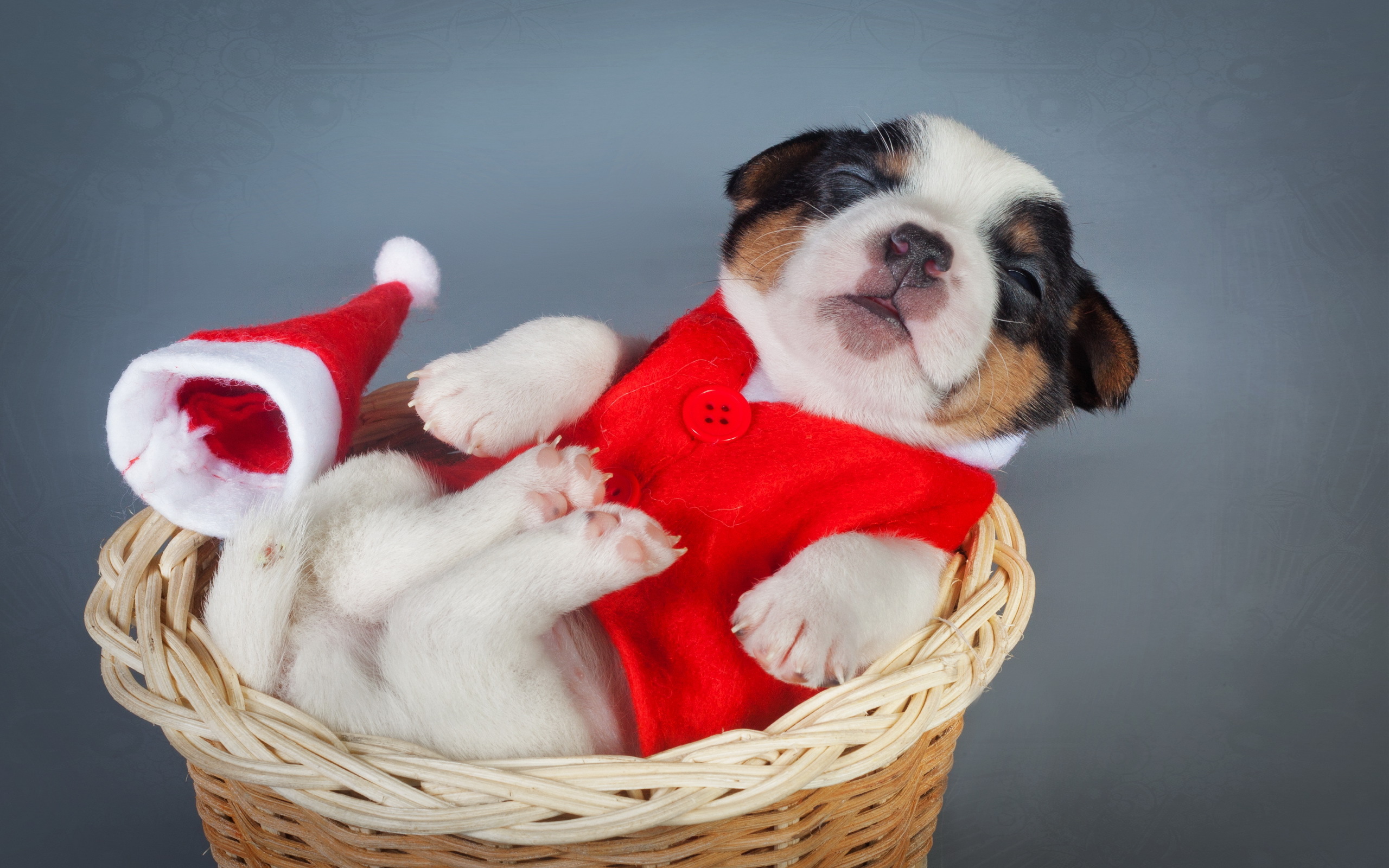 Cute Animal Christmas Wallpapers