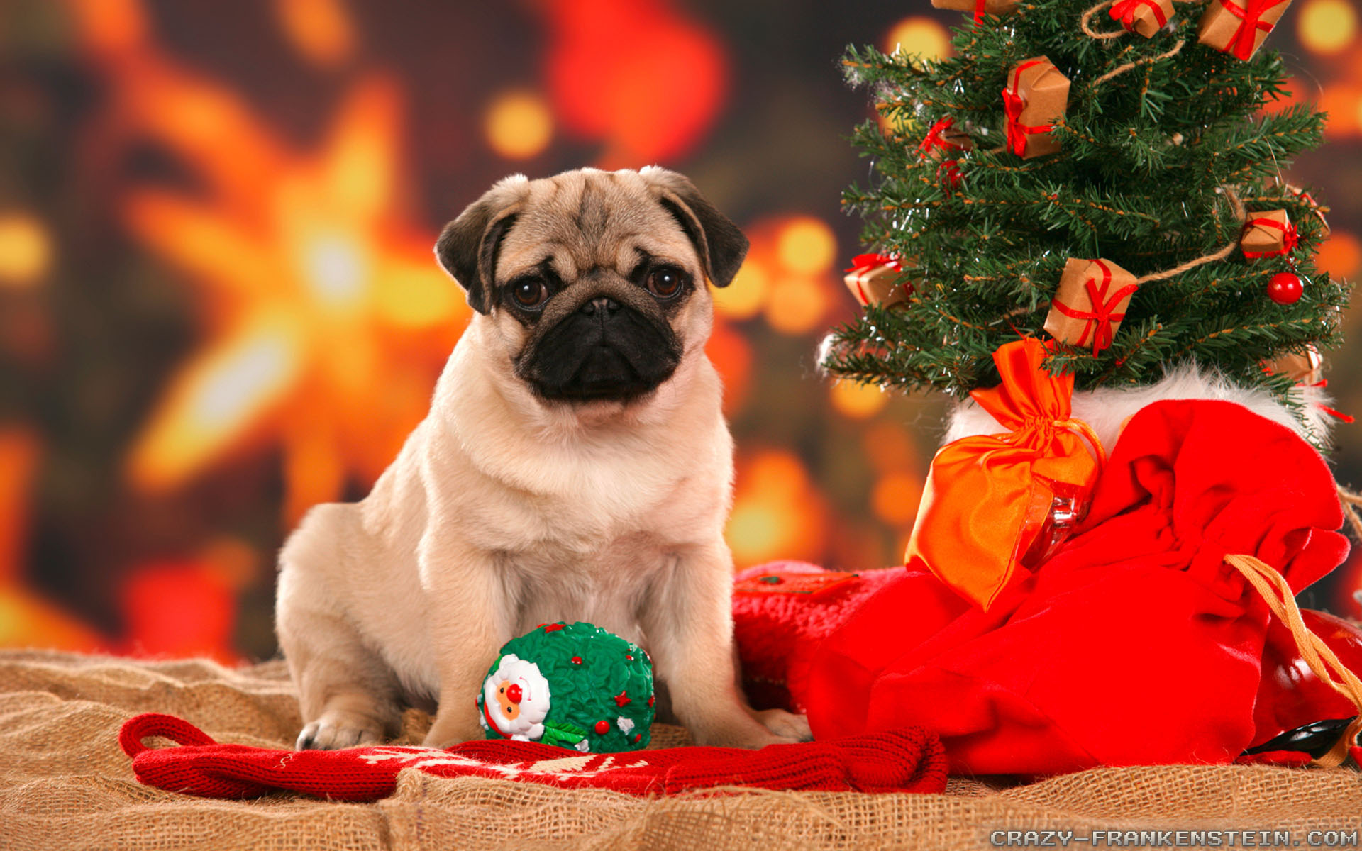 Cute Animal Christmas Wallpapers