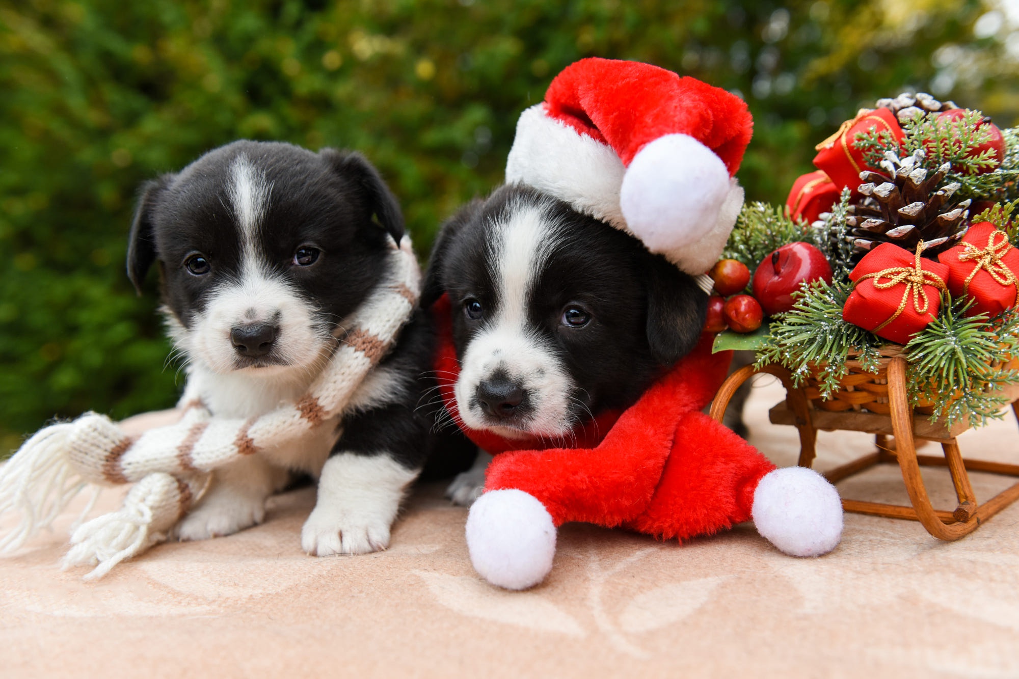 Cute Animal Christmas Wallpapers