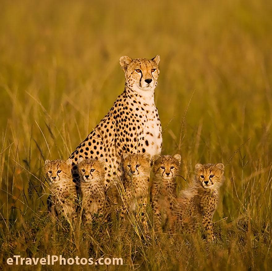 Cute Animal Family Wallpapers