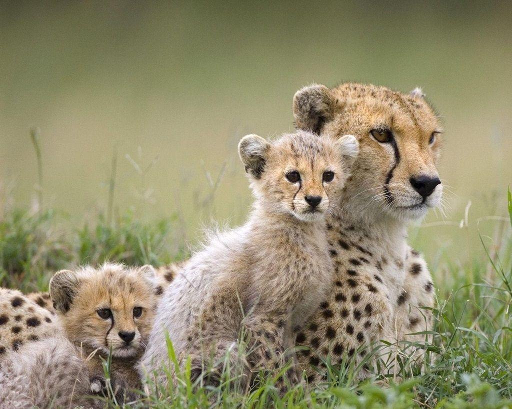 Cute Animal Family Wallpapers