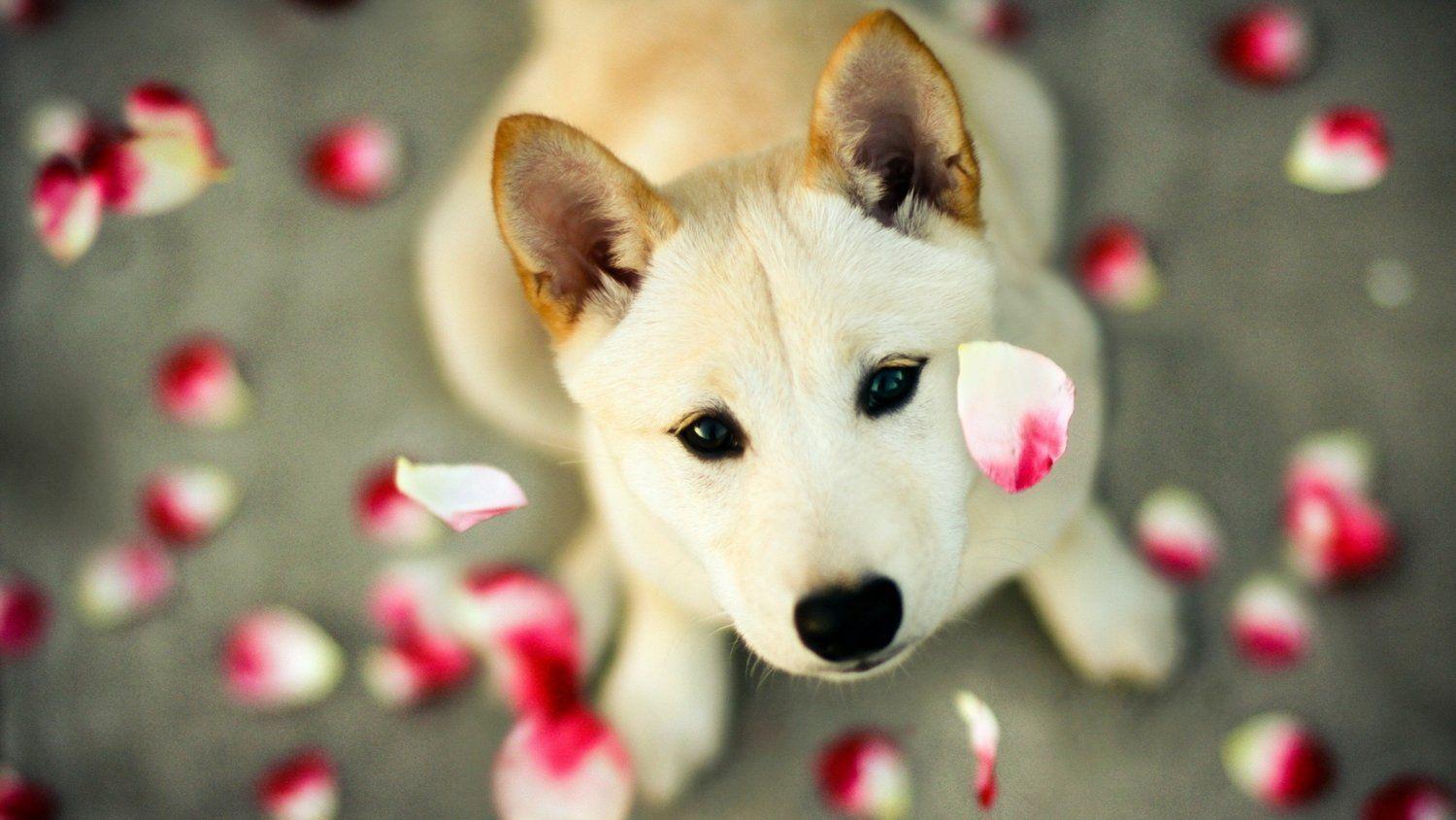 Cute Animal Valentines Day Wallpapers