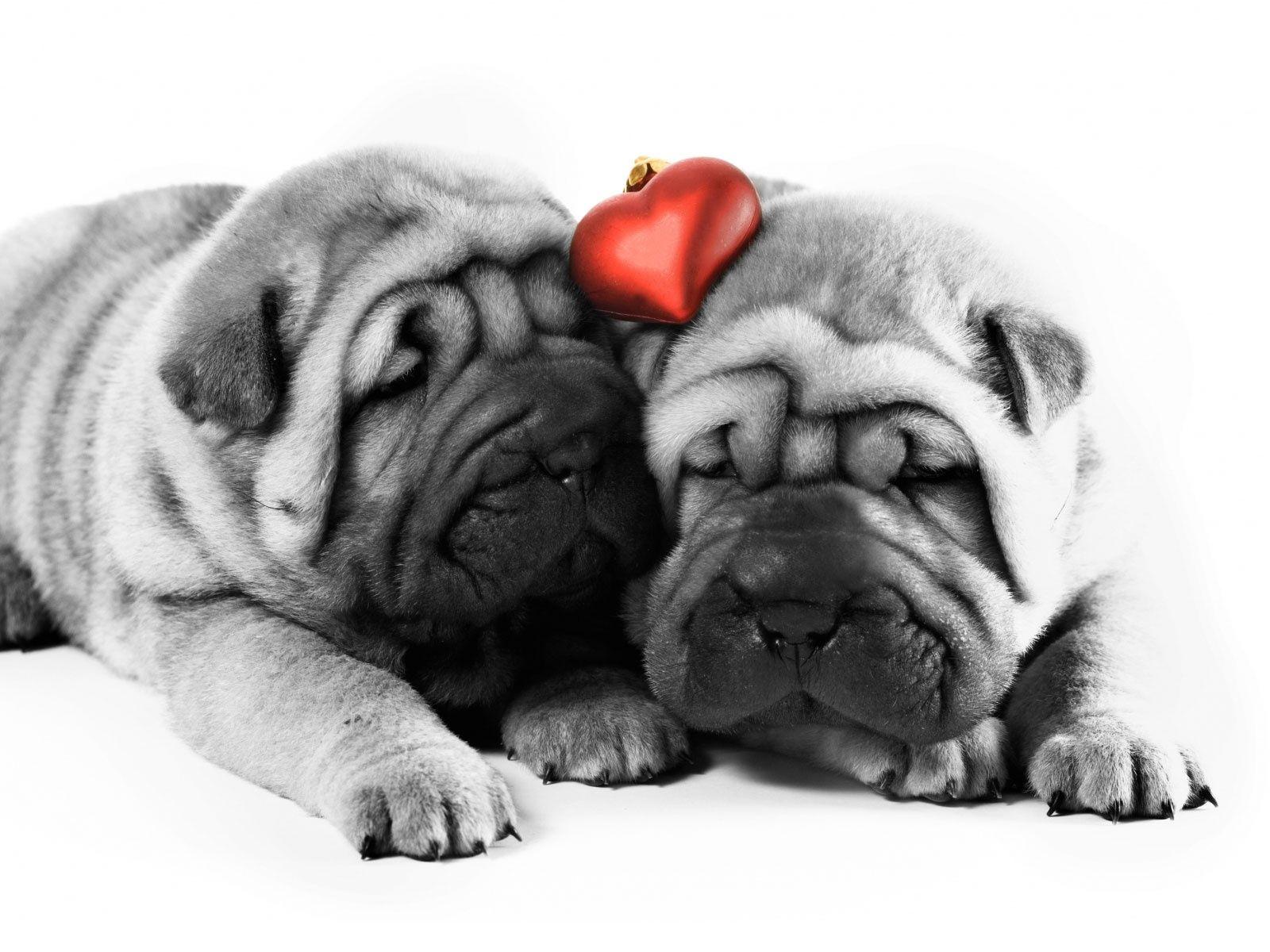 Cute Animal Valentines Day Wallpapers