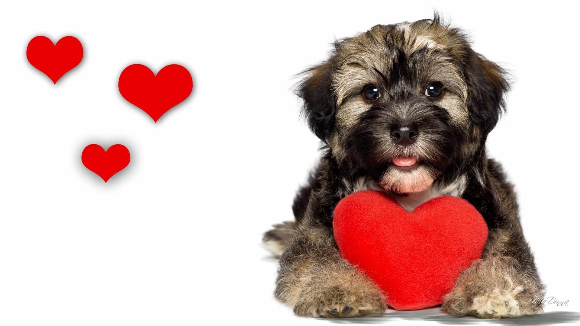 Cute Animal Valentines Day Wallpapers