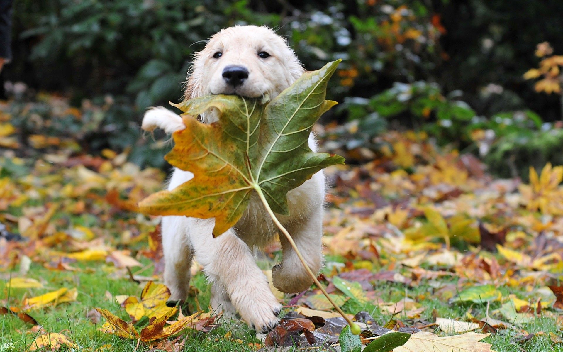 Cute Autumn Animals Wallpapers