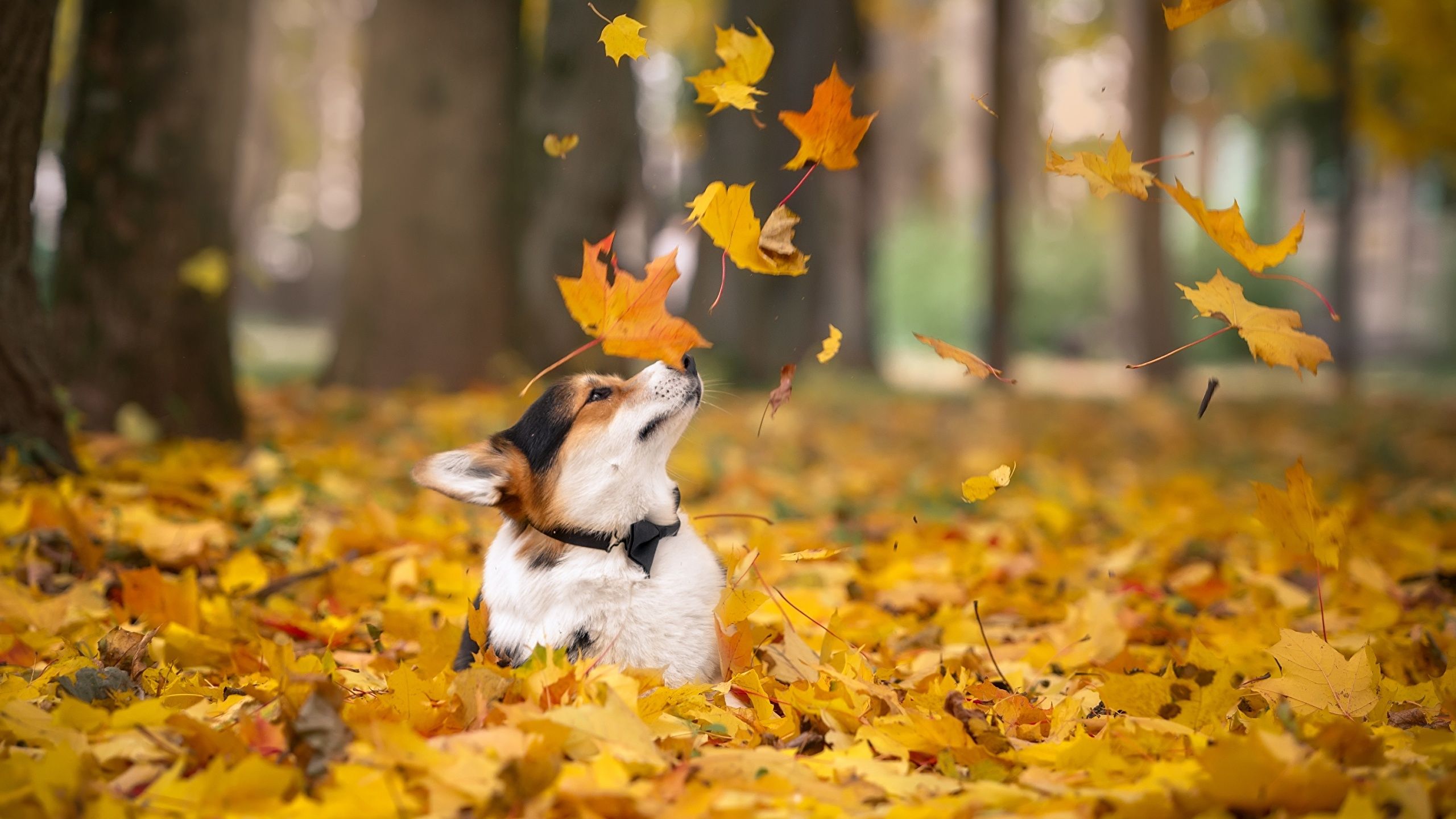 Cute Autumn Animals Wallpapers