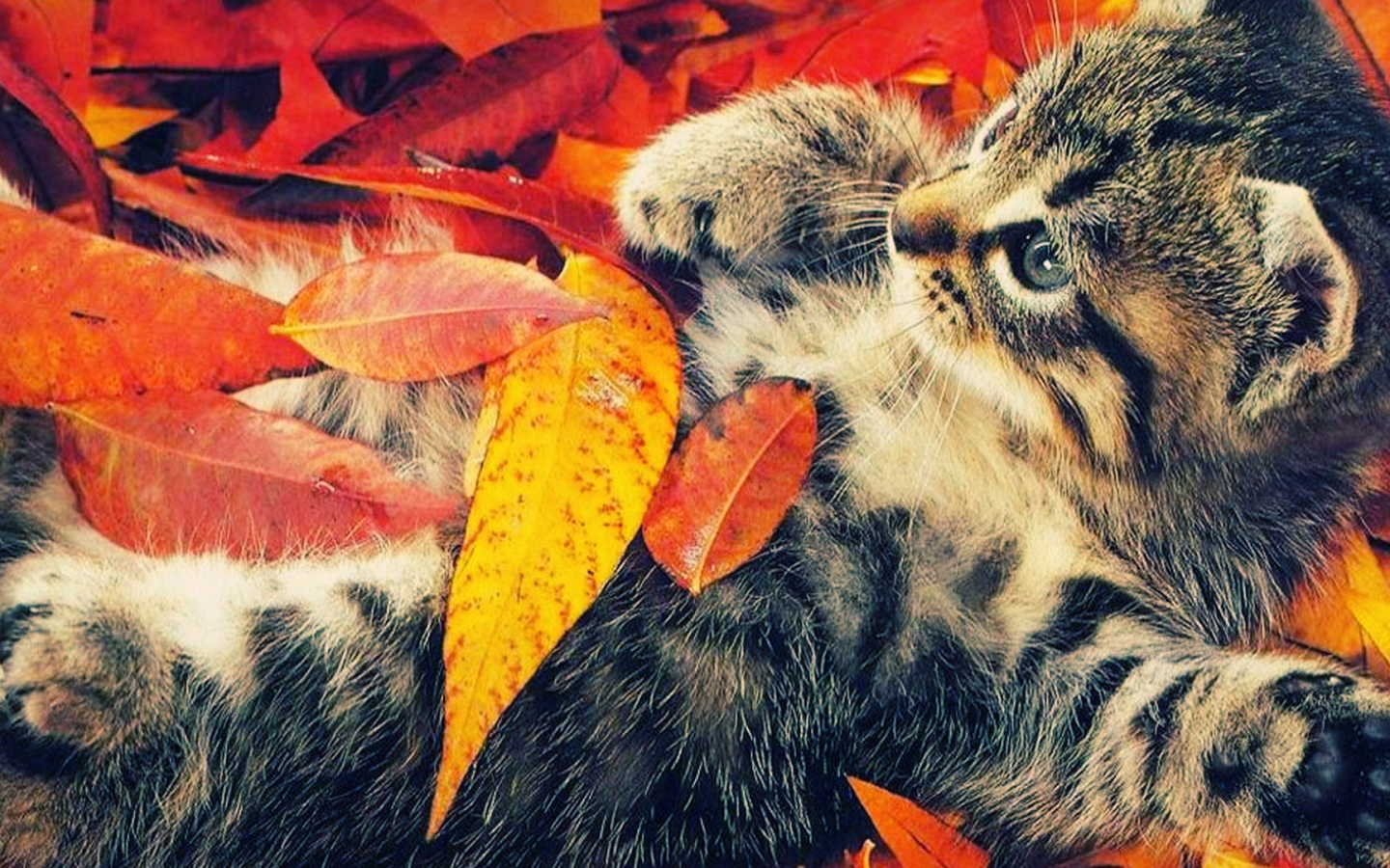 Cute Autumn Animals Wallpapers