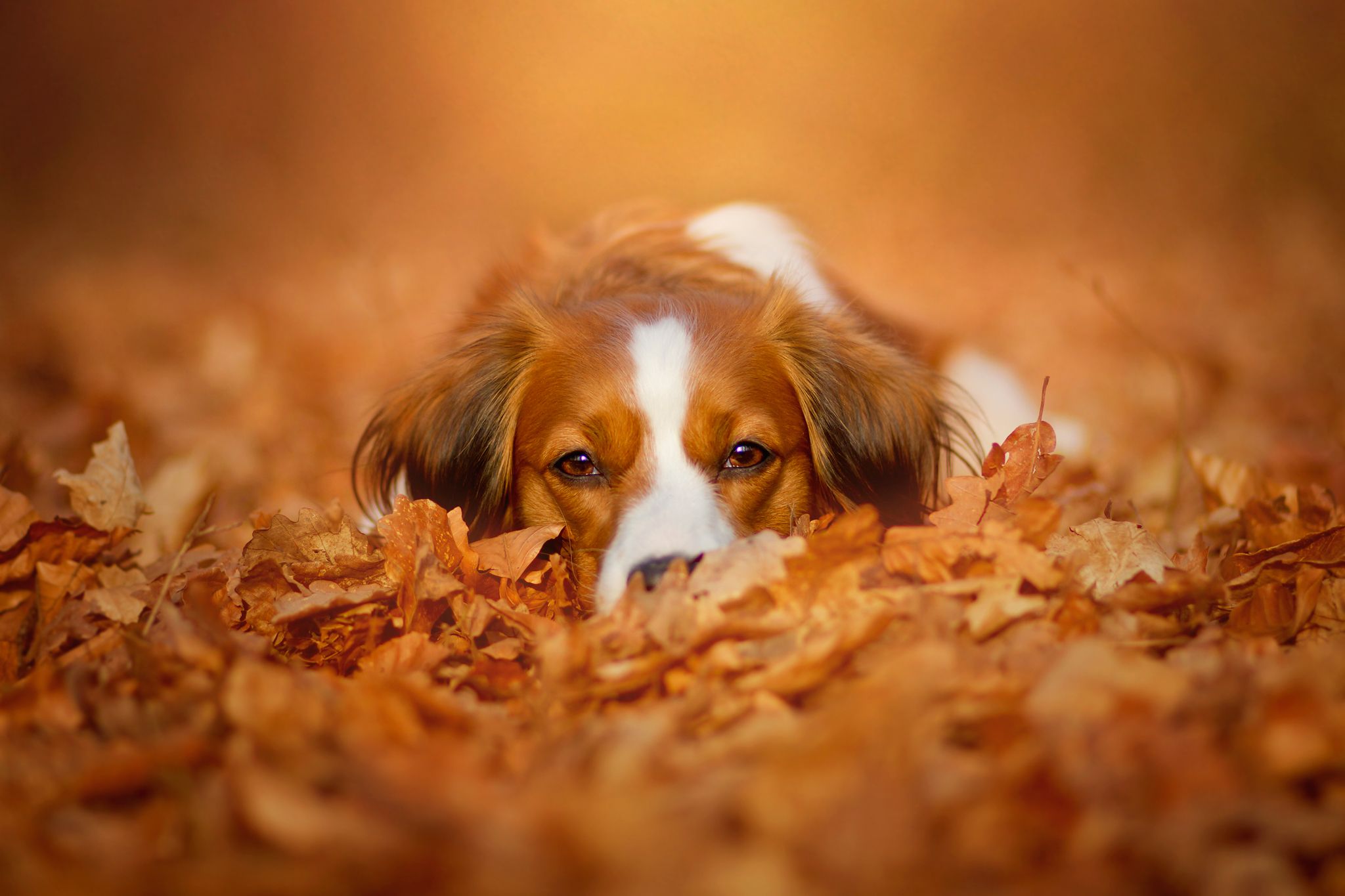 Cute Autumn Animals Wallpapers